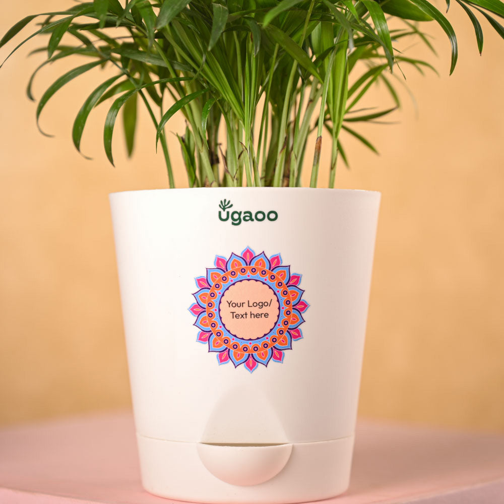 Bamboo Palm Plant & Bombay Sweet Shop Diwali Gift Hamper