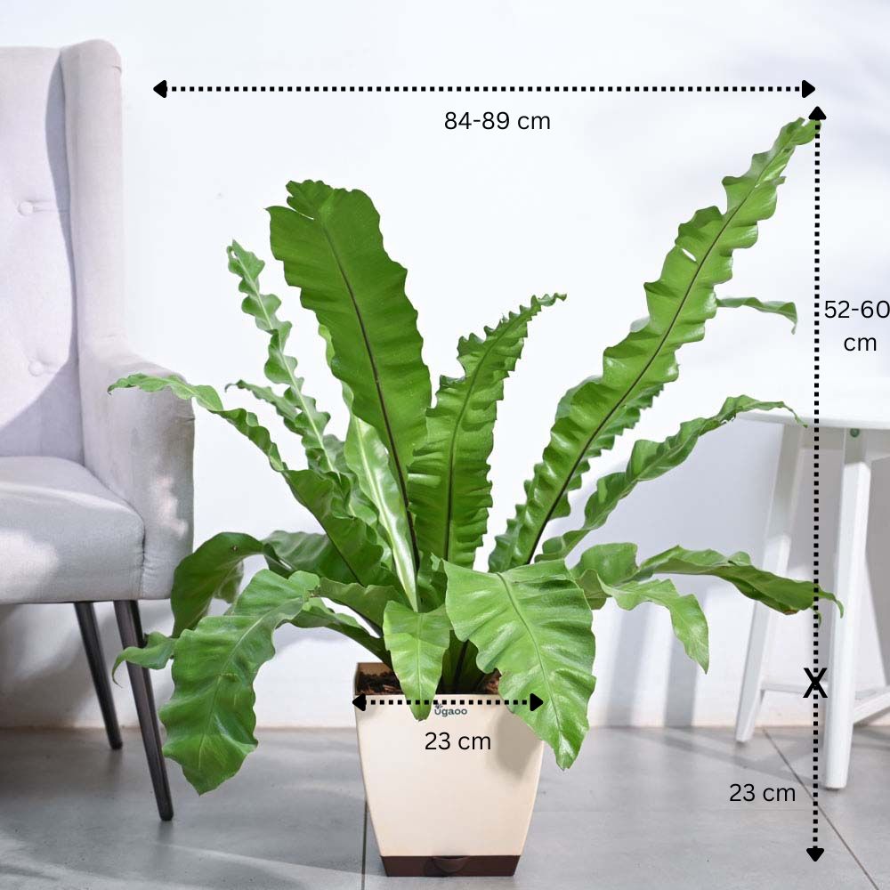 Bird's Nest Fern XL