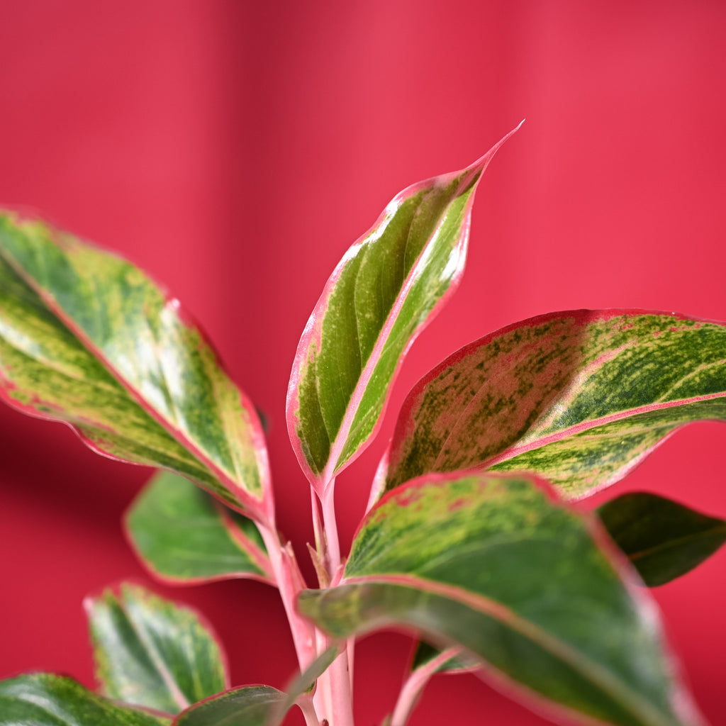 Aglaonema Red with Red Krish Pot