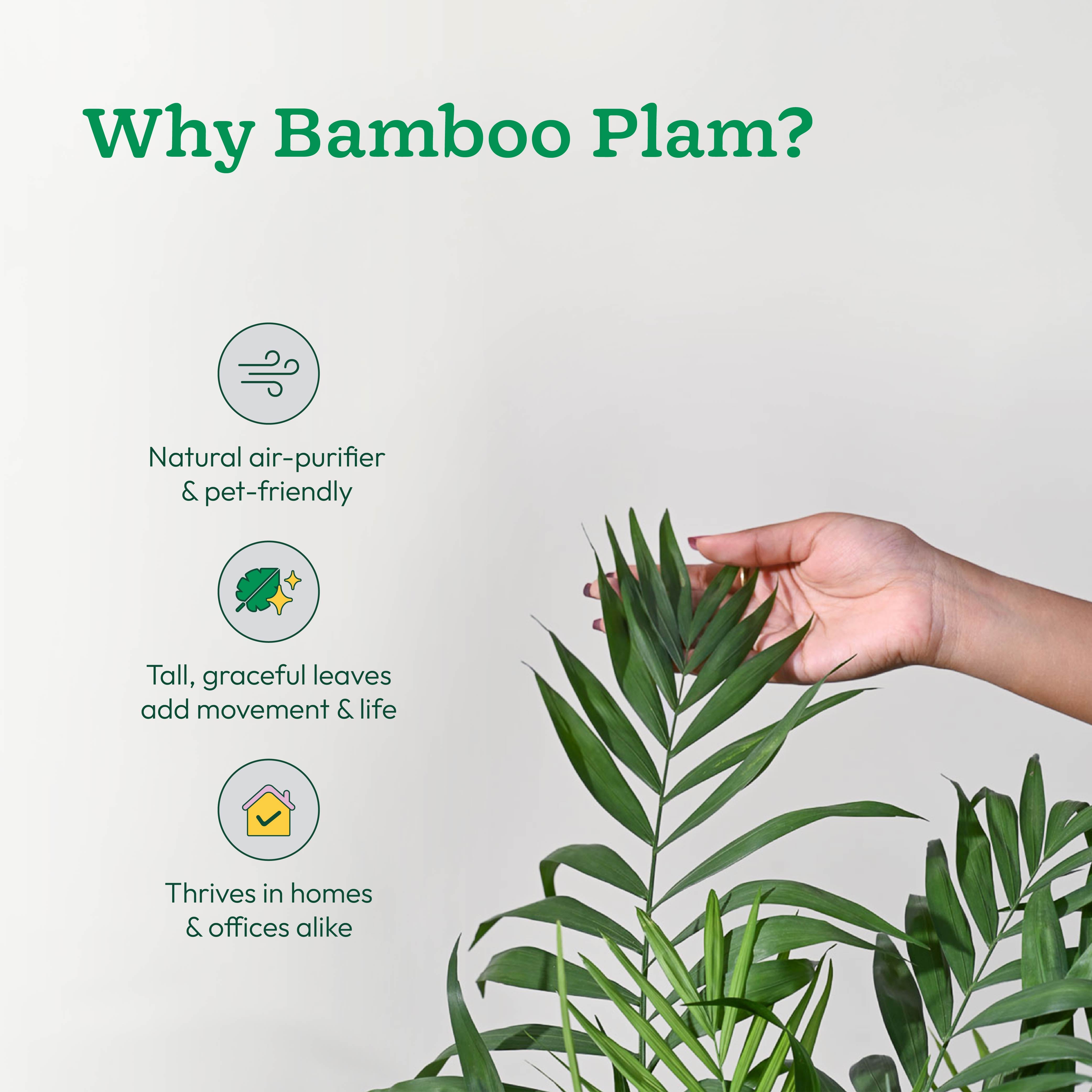 Bamboo Palm XL