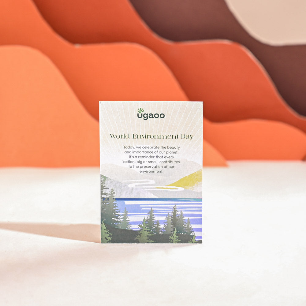 Haworthia Cooperi Fleshy For Environment Day Gifting