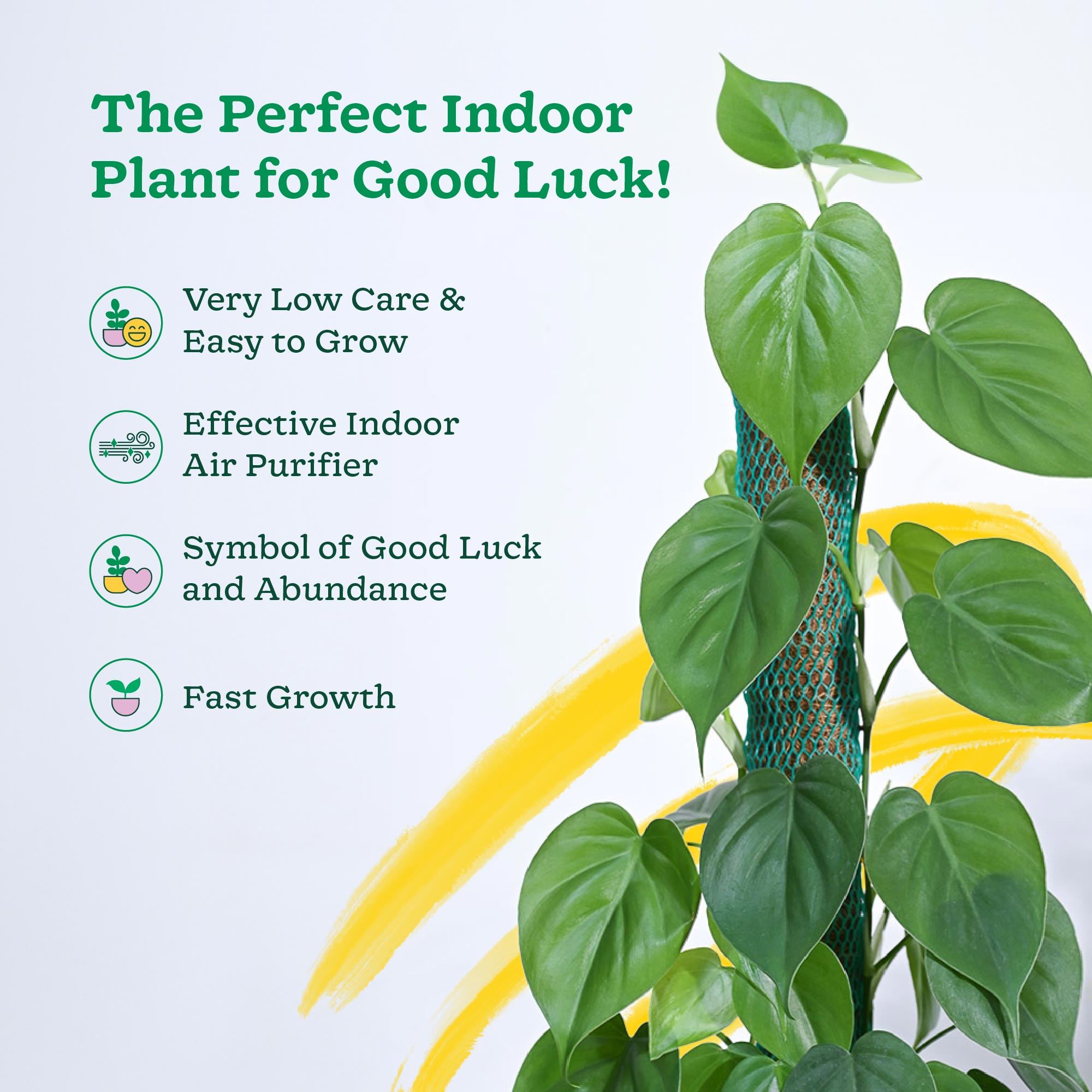 Philodendron Oxycardium Green Plant with Moss Stick