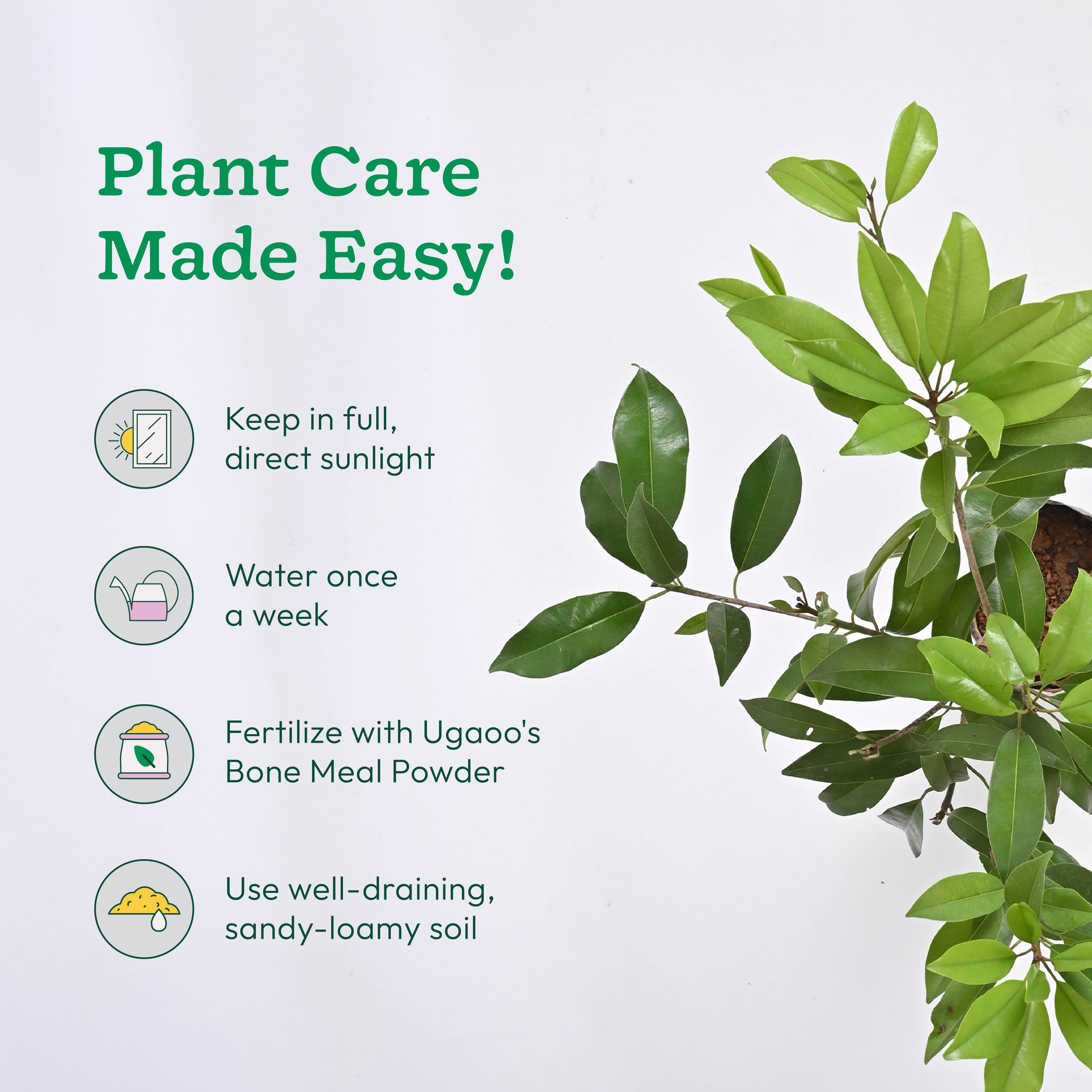 Chiku Plant