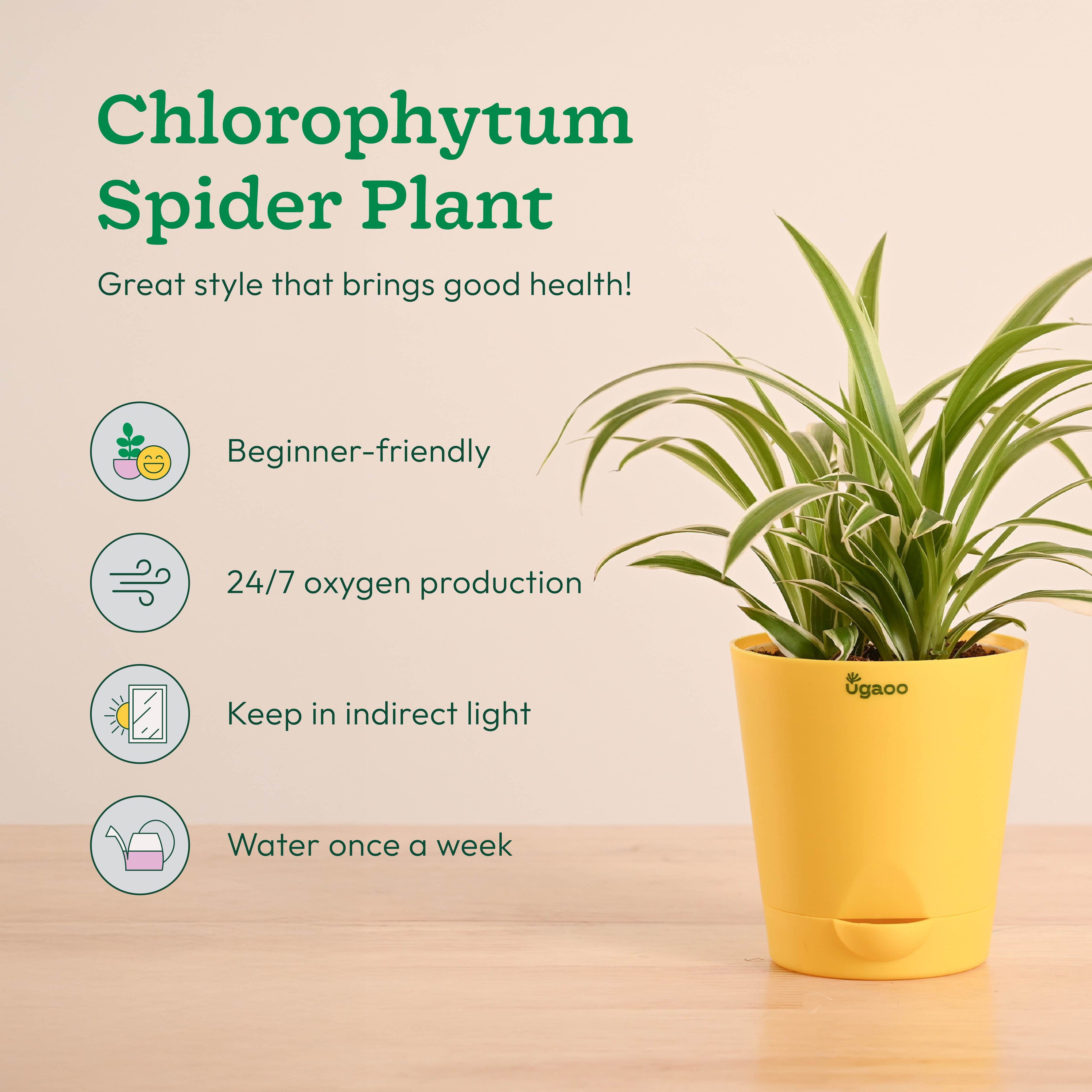 Breathe Easy Air Purifying Plants Bundle