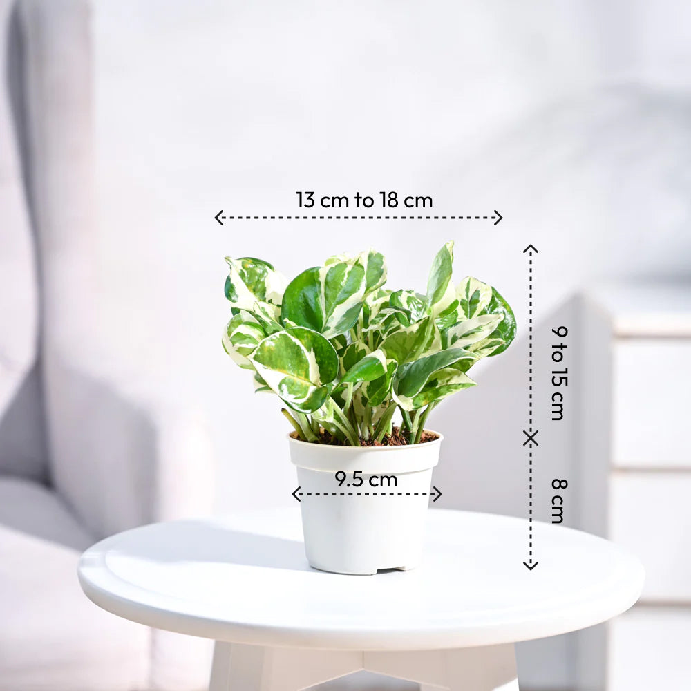 Ganpati Decor Festive Bundle