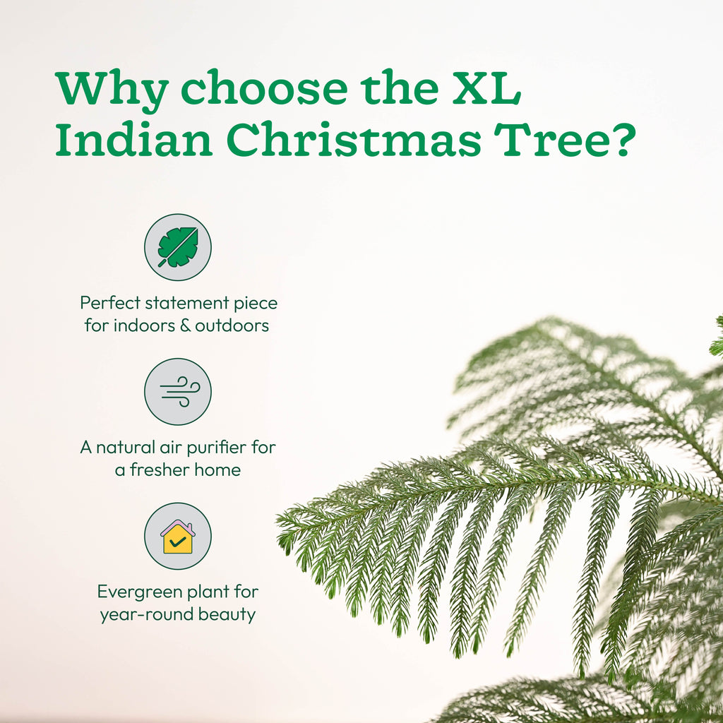 Indian Christmas Tree - XL