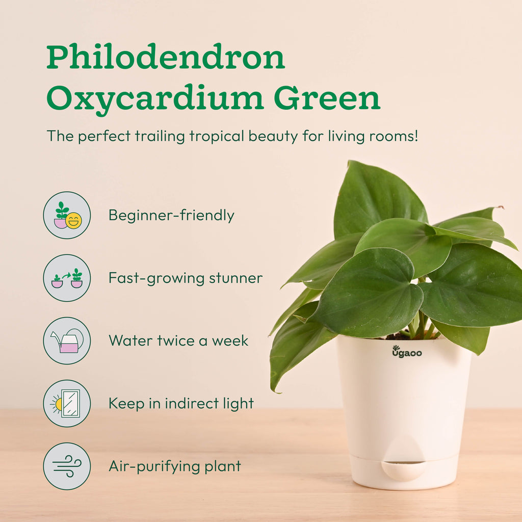 Indoor Plants Starter Pack