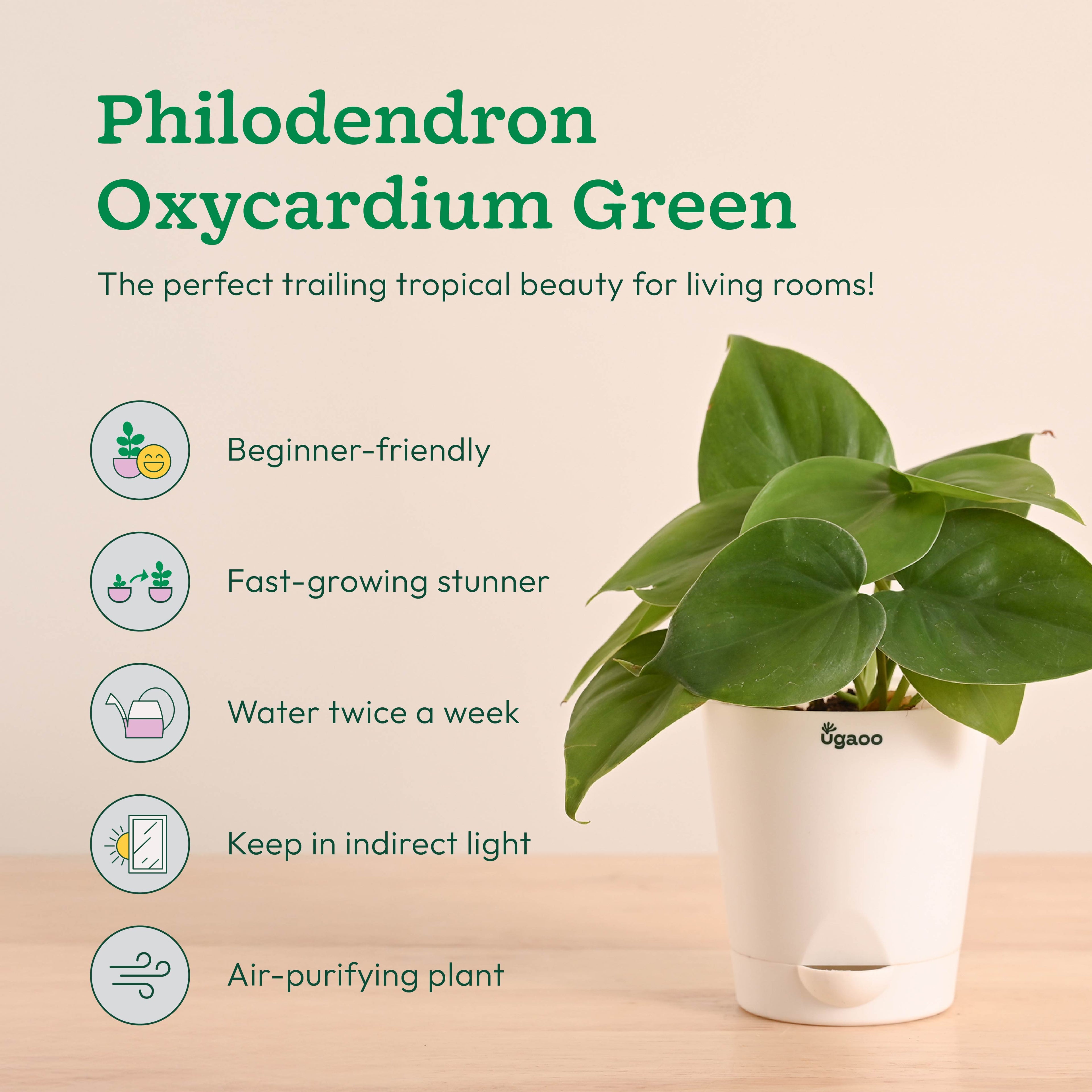 Indoor Plants Starter Pack