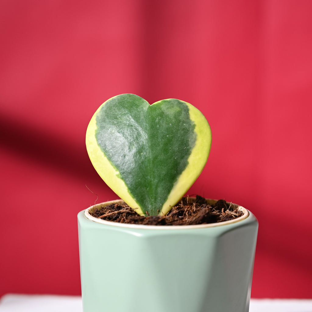 Heart Hoya Variegated with Diamond Mint
