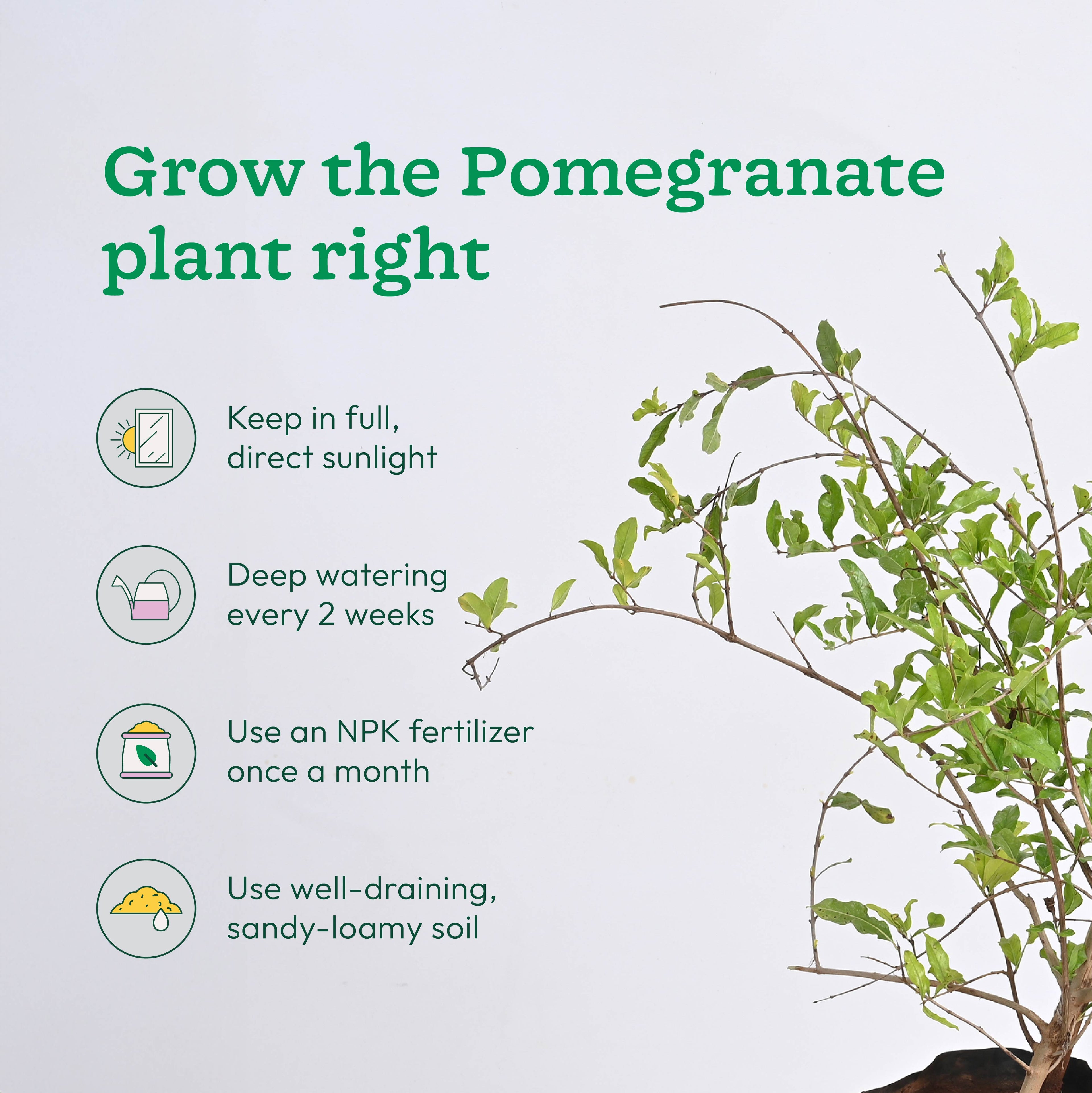 Pomegranate and Lemon Plant Combo