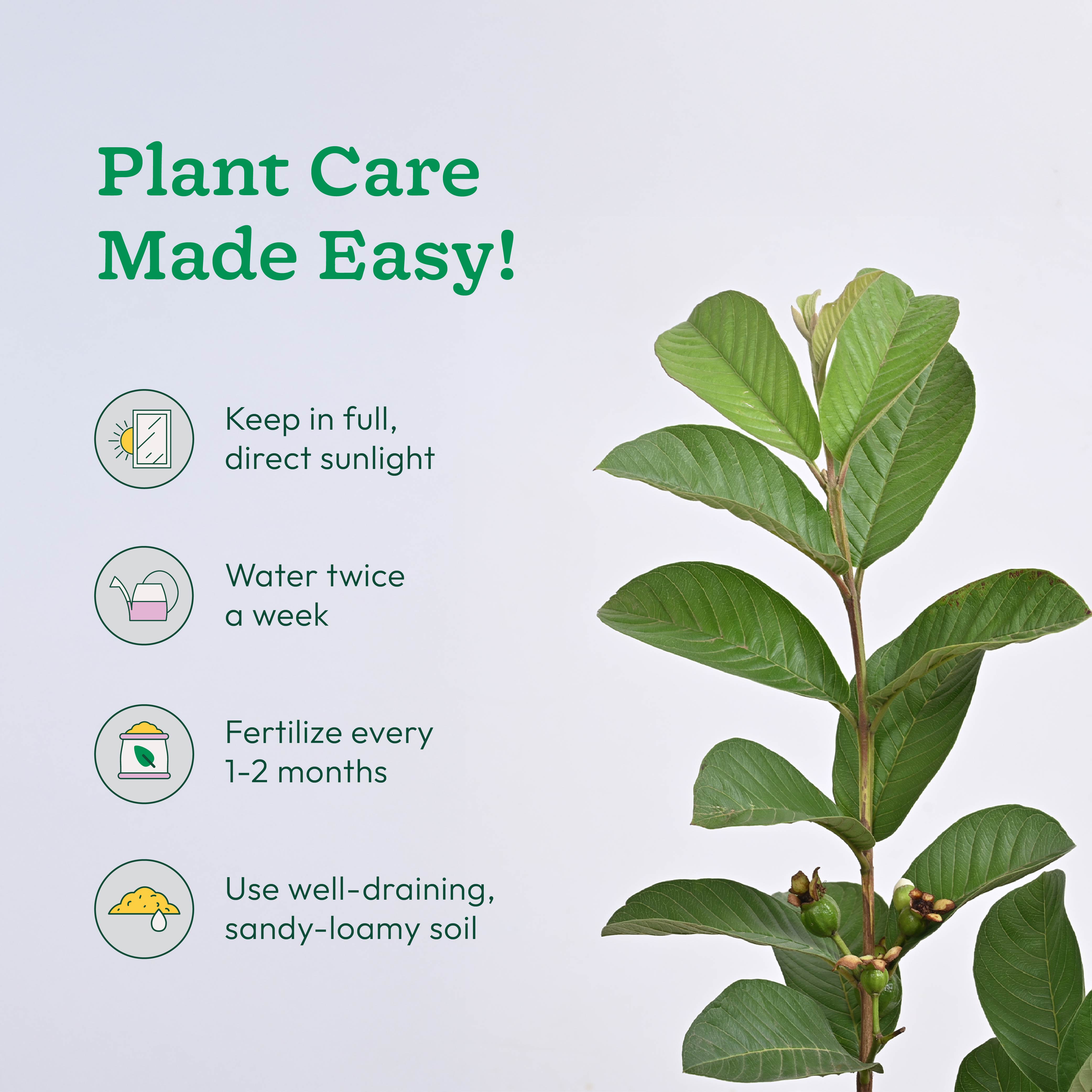 Guava Plant