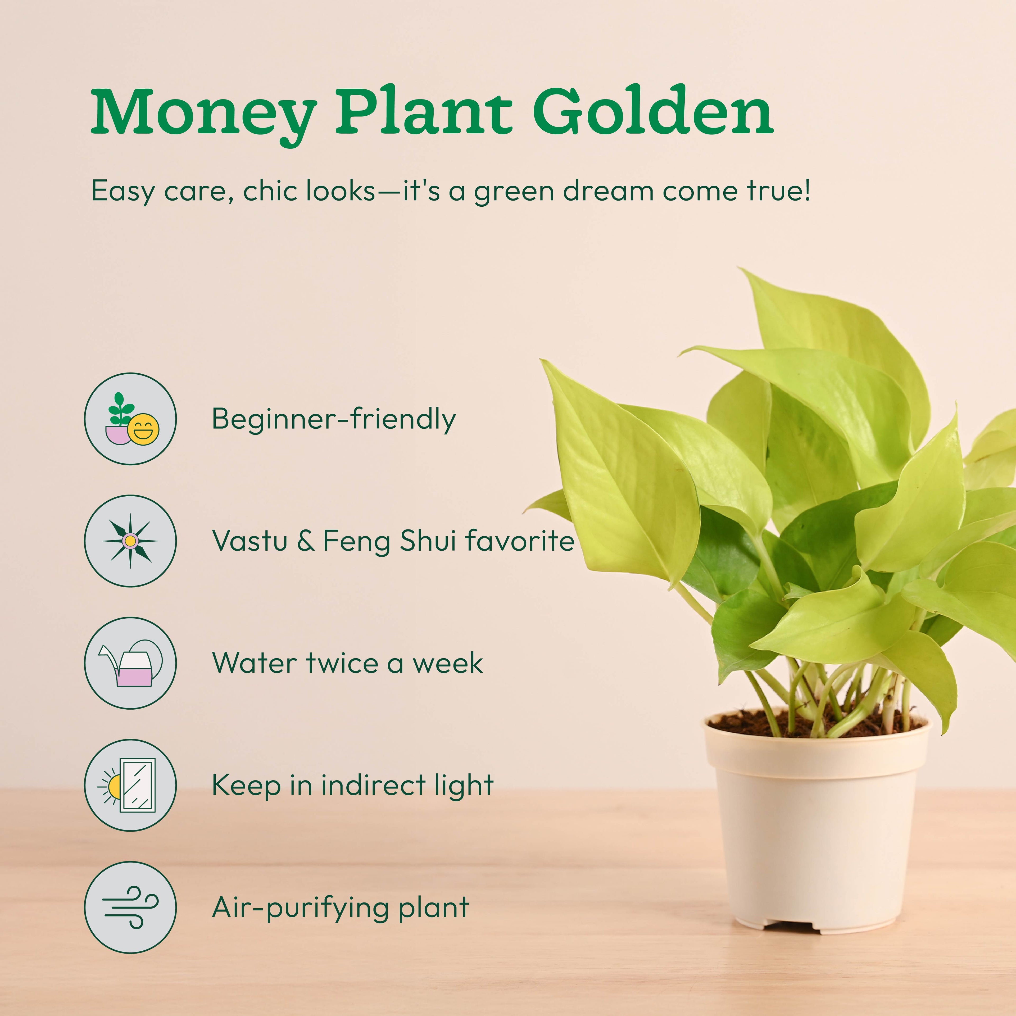 GroPot Combo - Set of 4