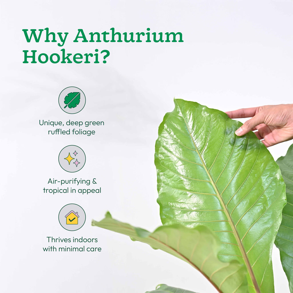Anthurium Hookeri - XL