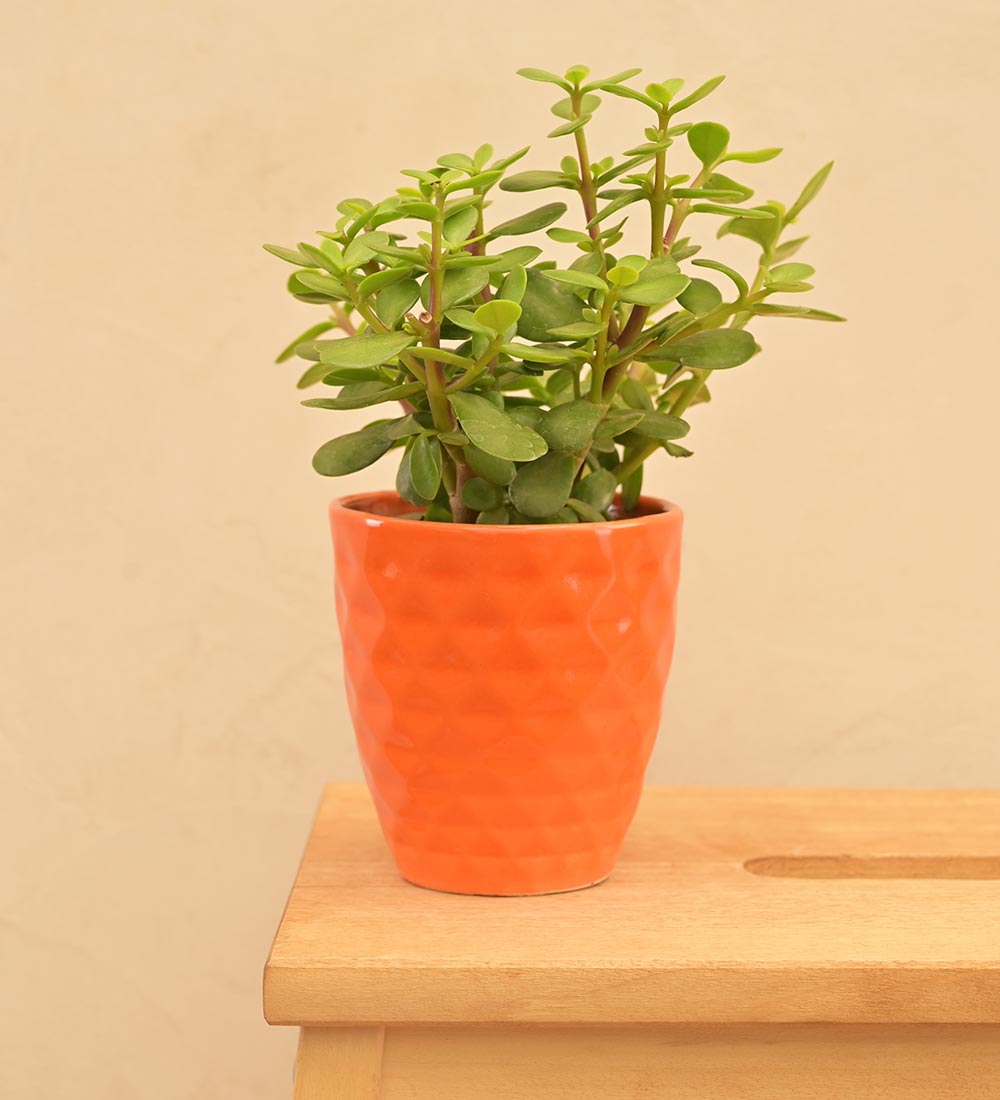 Firecracker Ceramic Planter