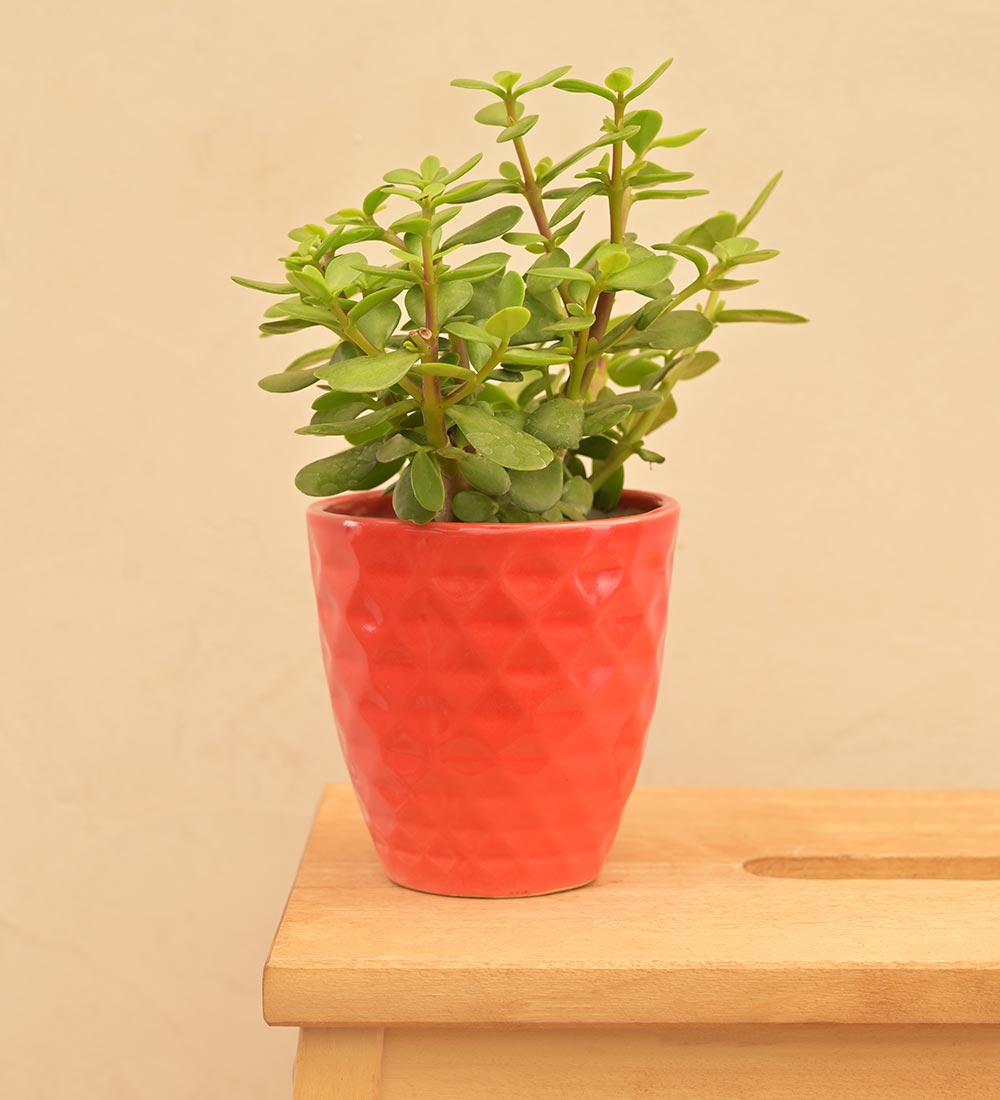 Firecracker Ceramic Planter