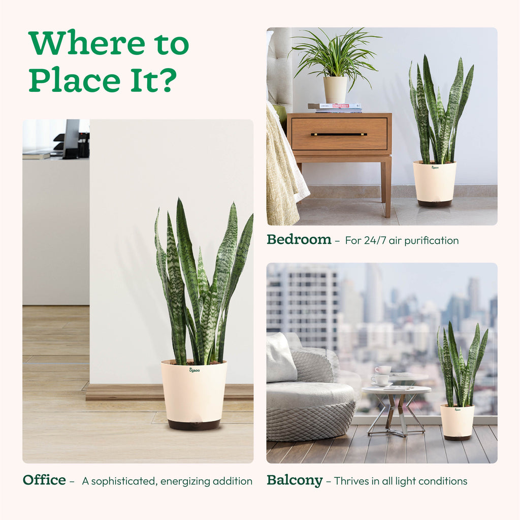 Sansevieria Zeylanica - XL