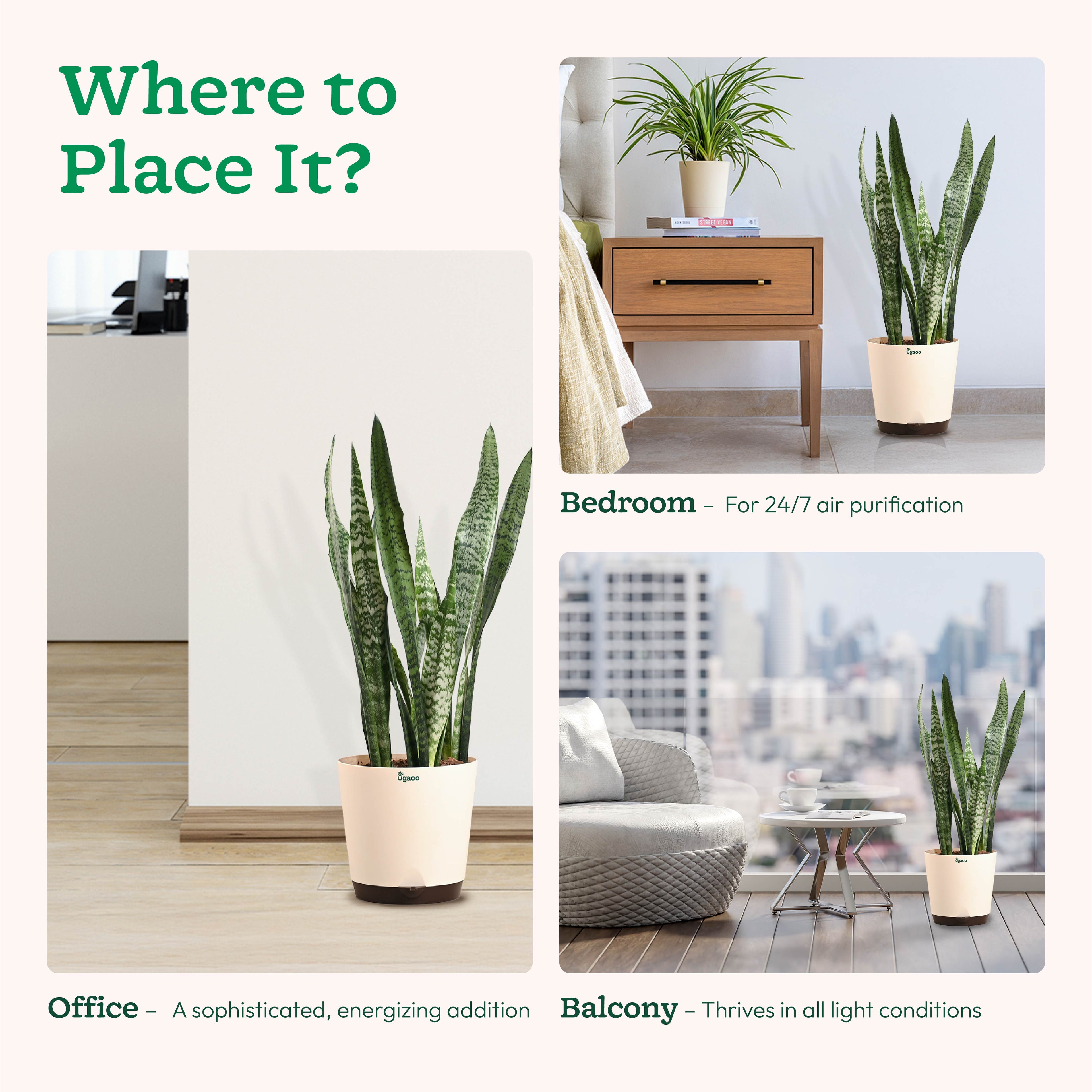 Sansevieria Zeylanica - XL