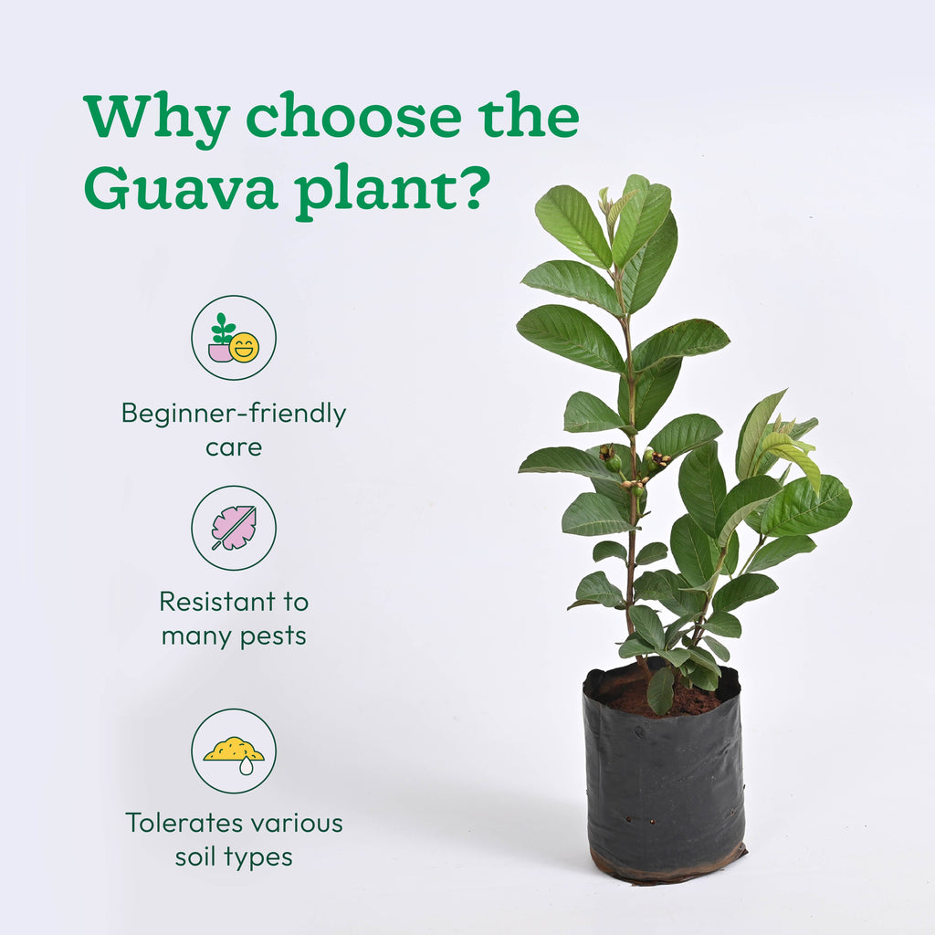 Guava Plant