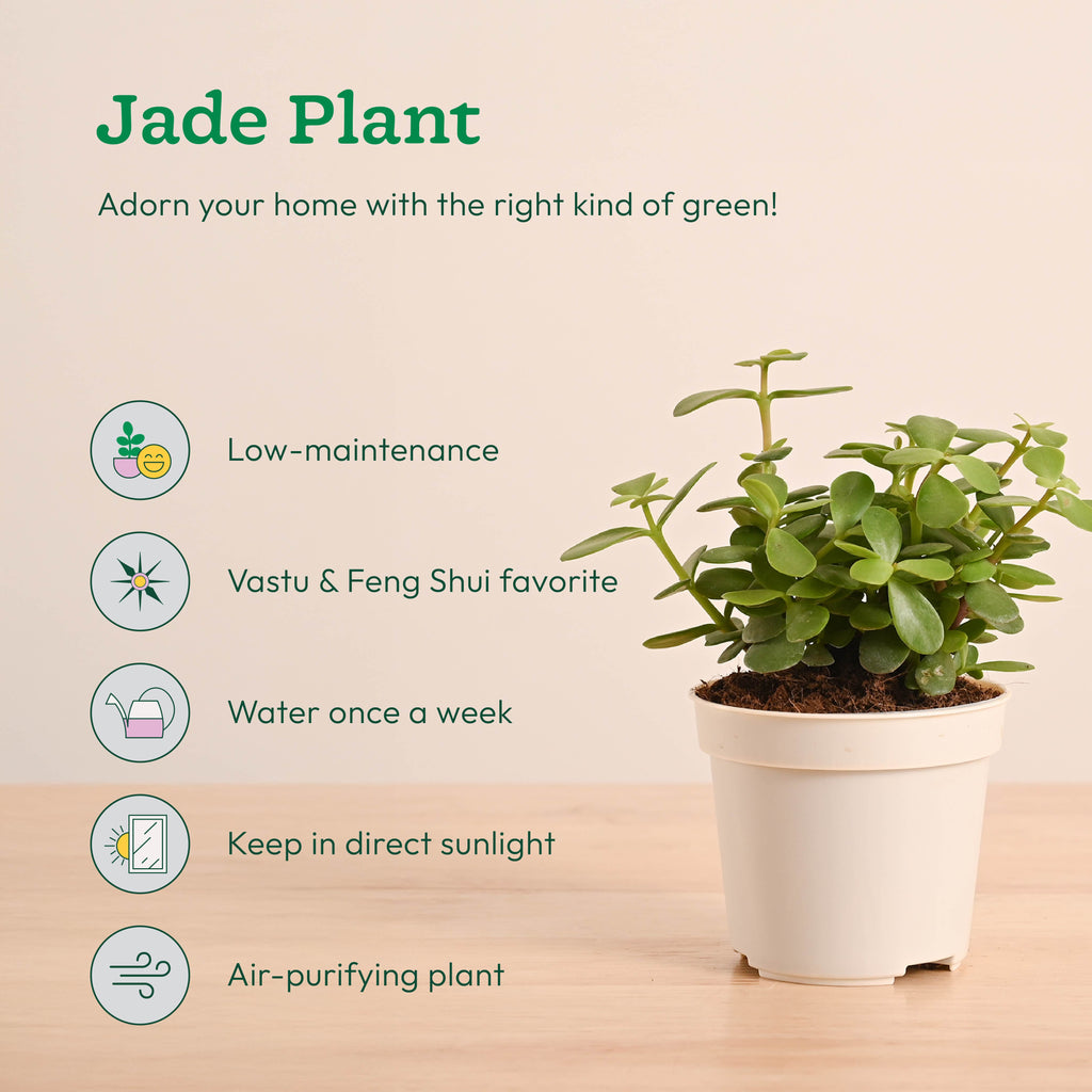 GroPot Combo - Set of 4