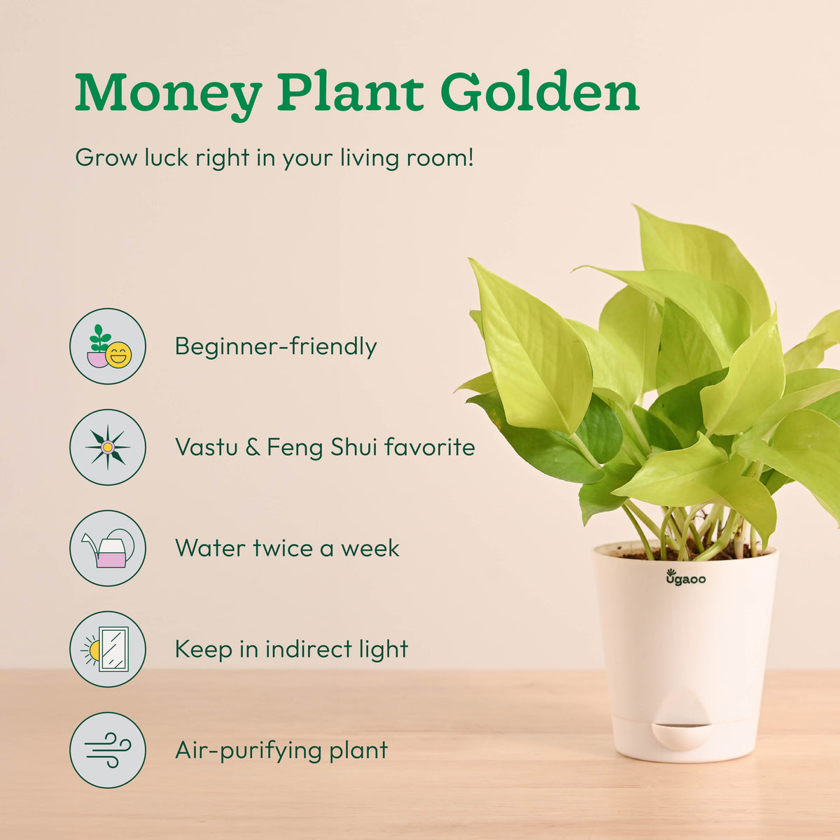 Indoor Plants Starter Pack