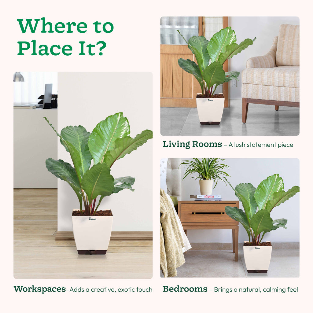 Anthurium Hookeri - XL