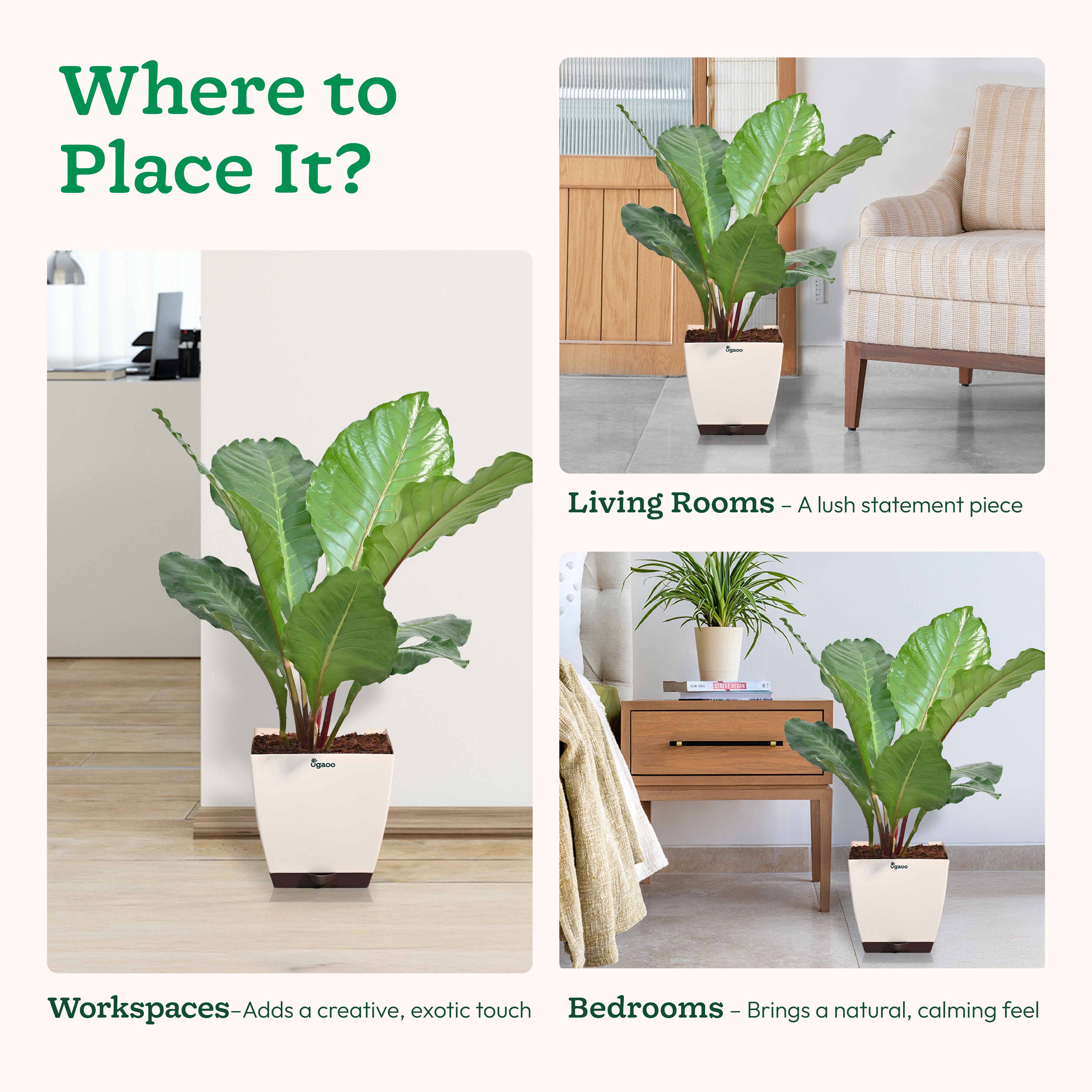 Anthurium Hookeri - XL