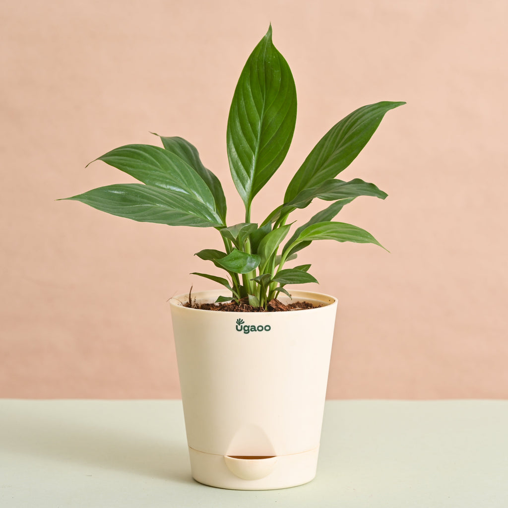 Peace Lily Plant Gift for Women's Day
