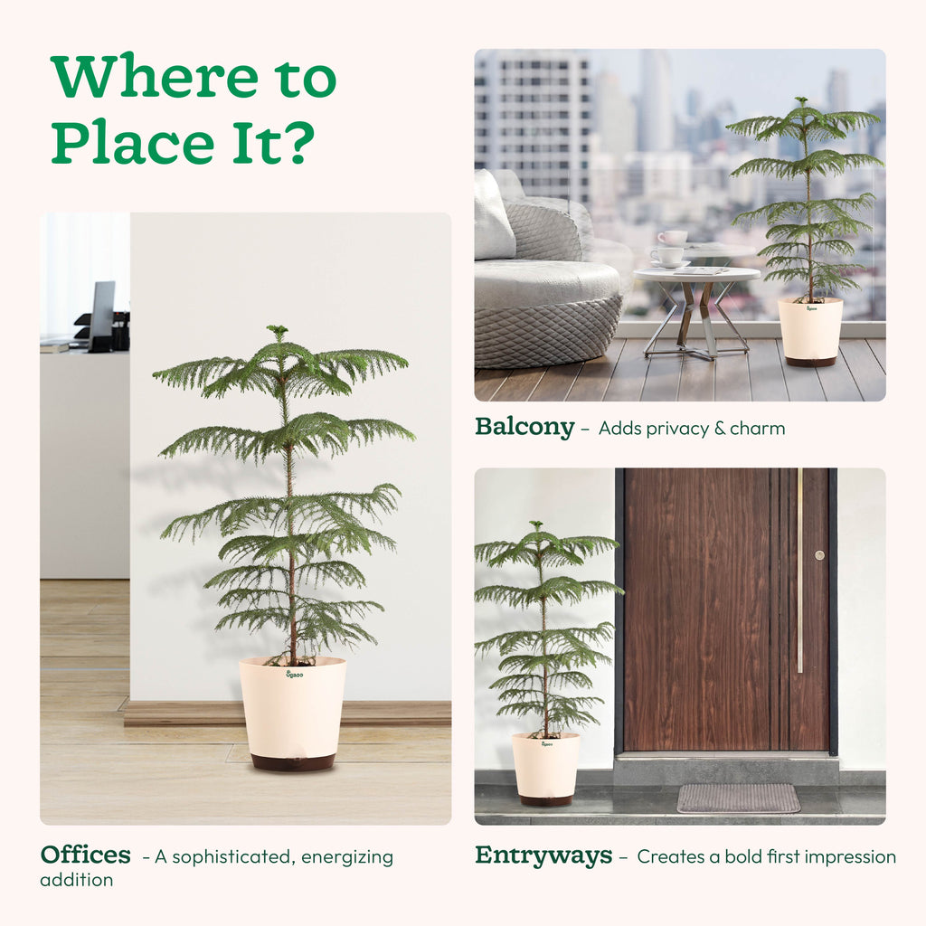 Indian Christmas Tree - XL