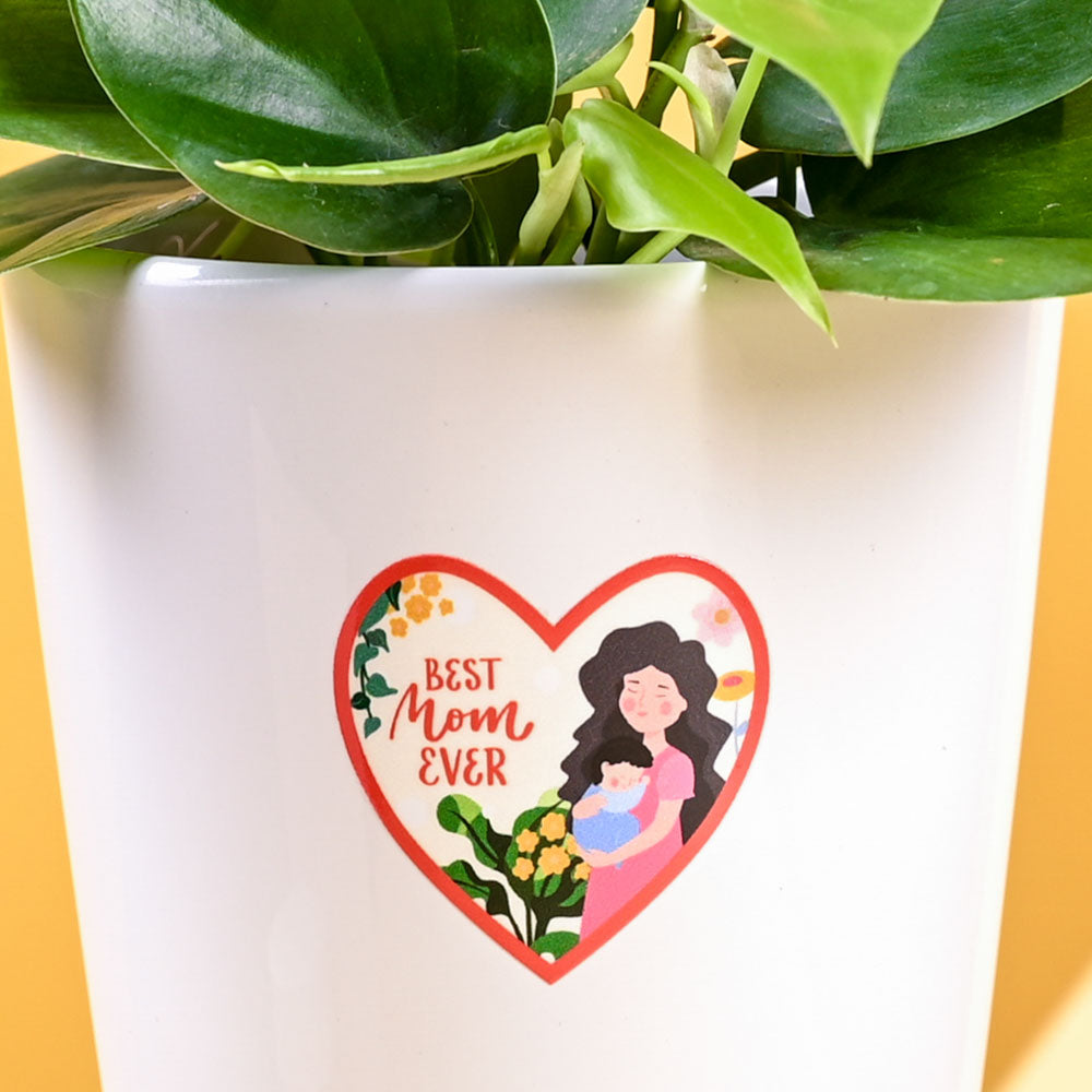 Philodendron Oxycardium Green Plant For Mother's Day Gifting