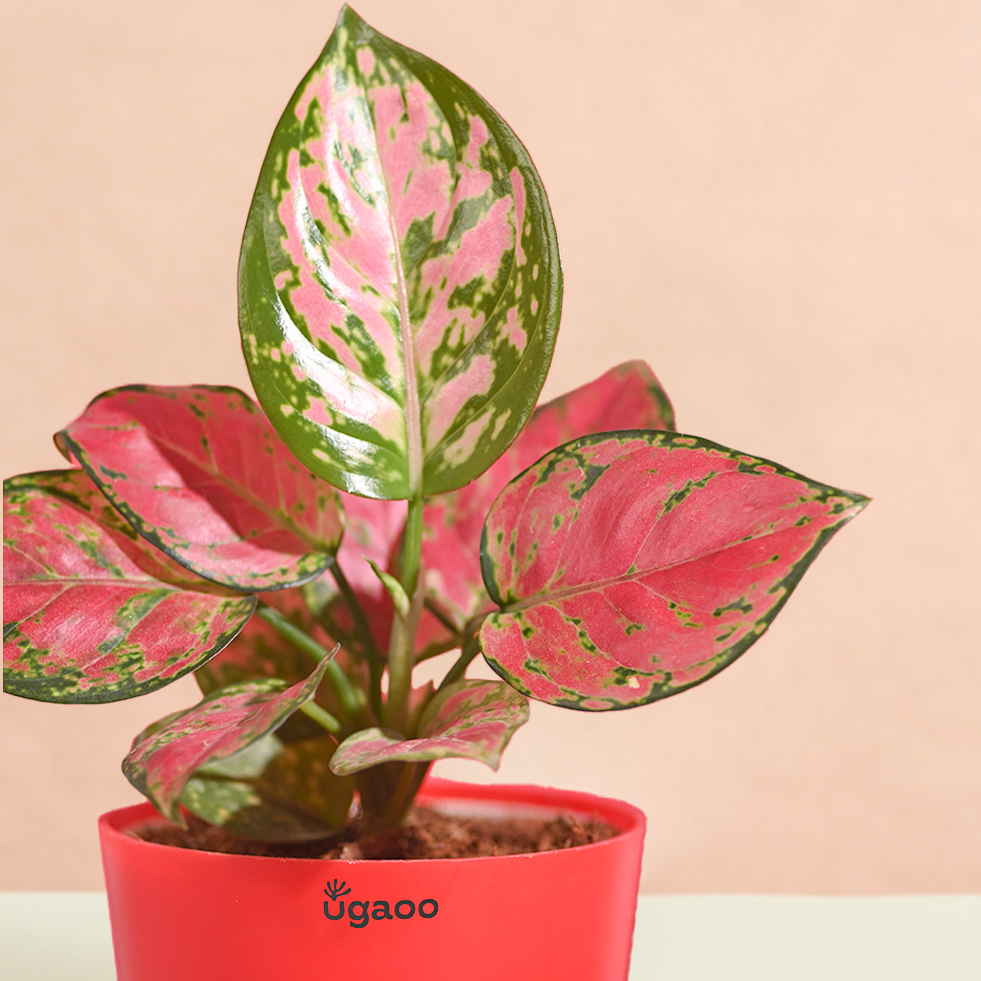 Aglaonema Pink Beauty Women's Day Gift
