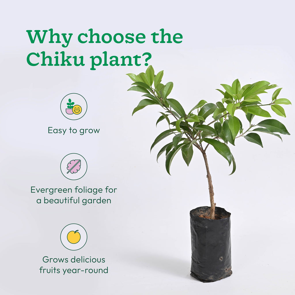 Chiku Plant
