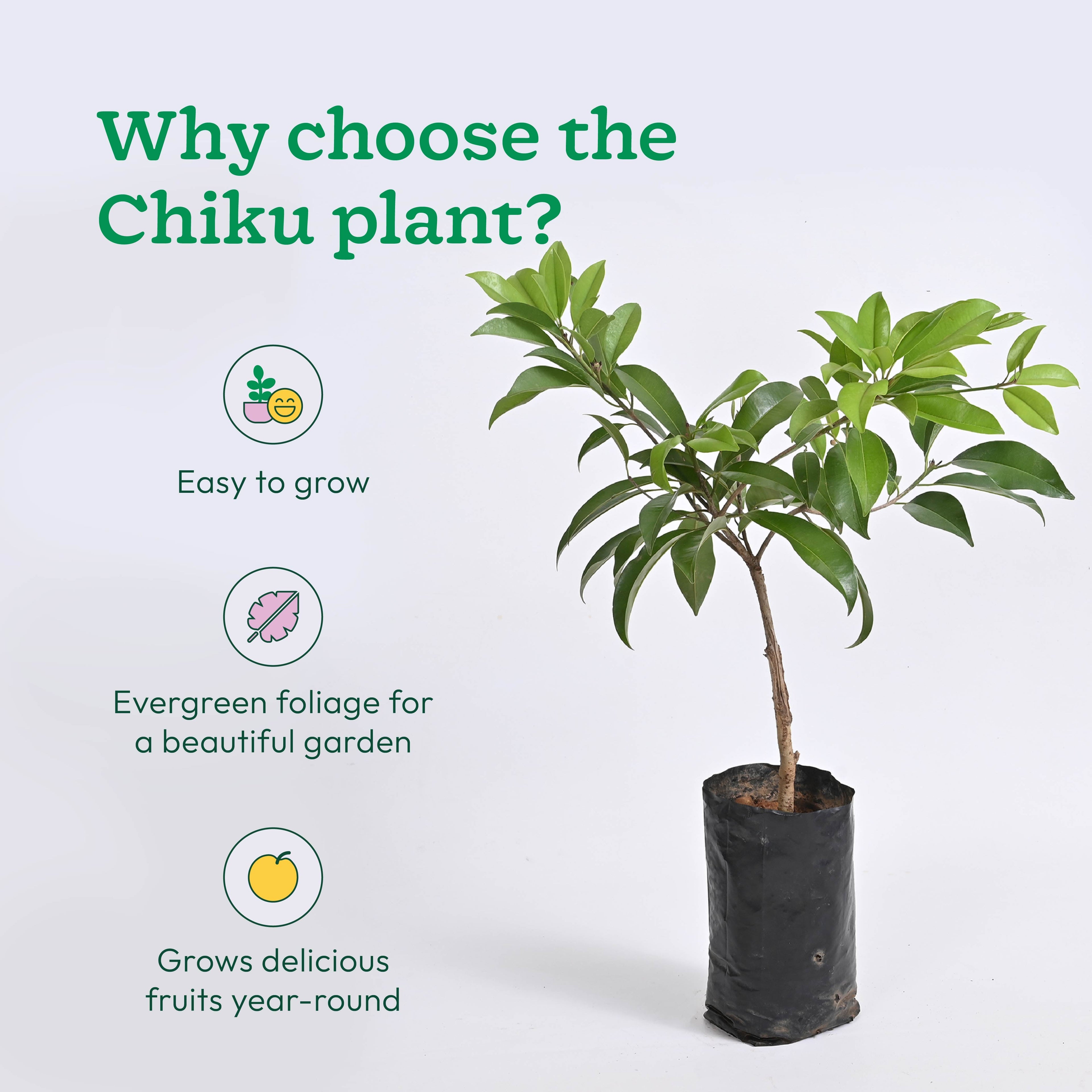 Chiku Plant