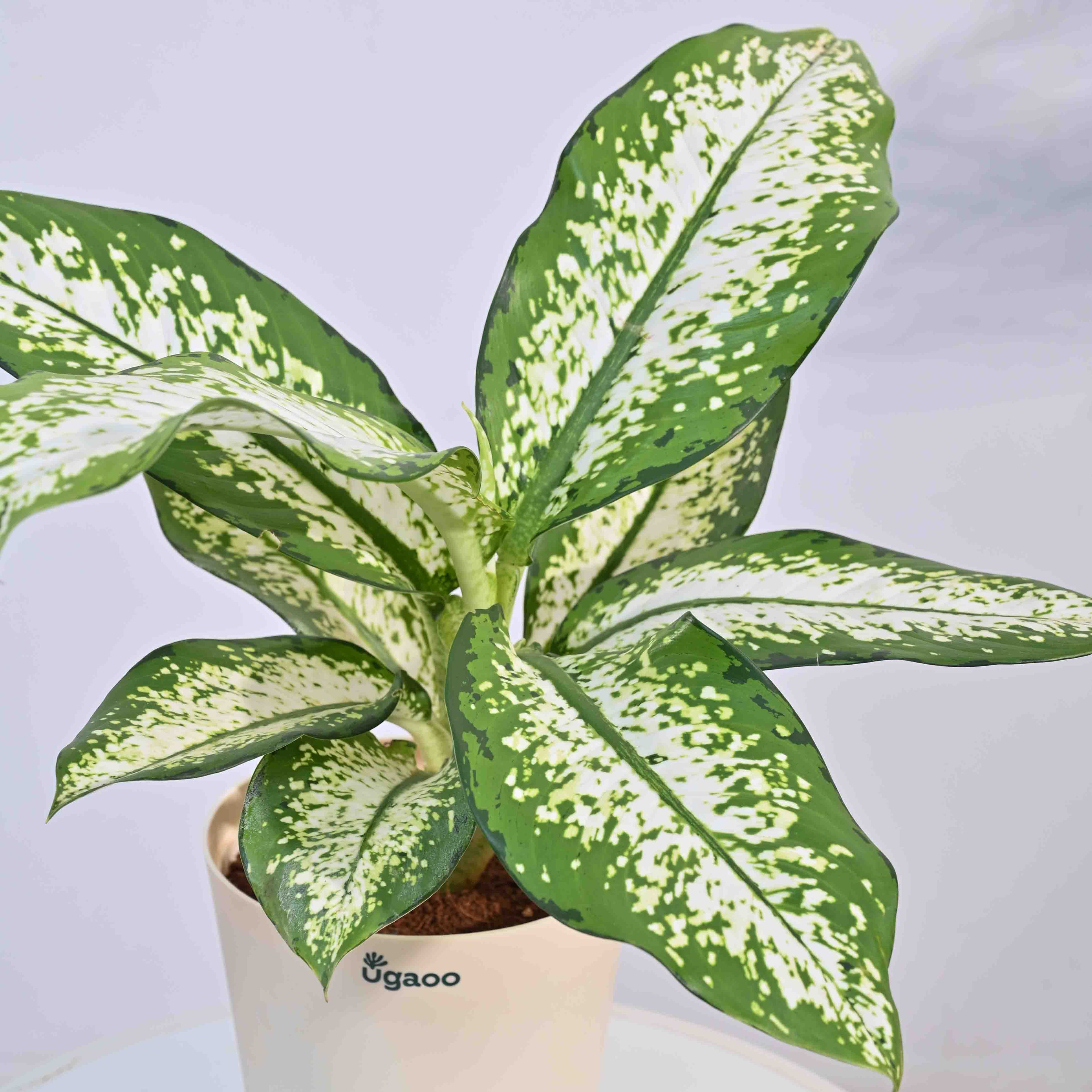 Dieffenbachia Delilah - Large