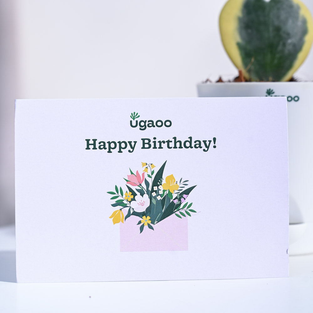 Heart Hoya - Variegated Birthday Gift Hamper