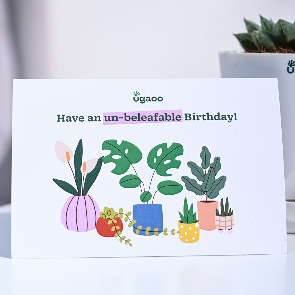 Haworthia Maculata Birthday Gift Hamper