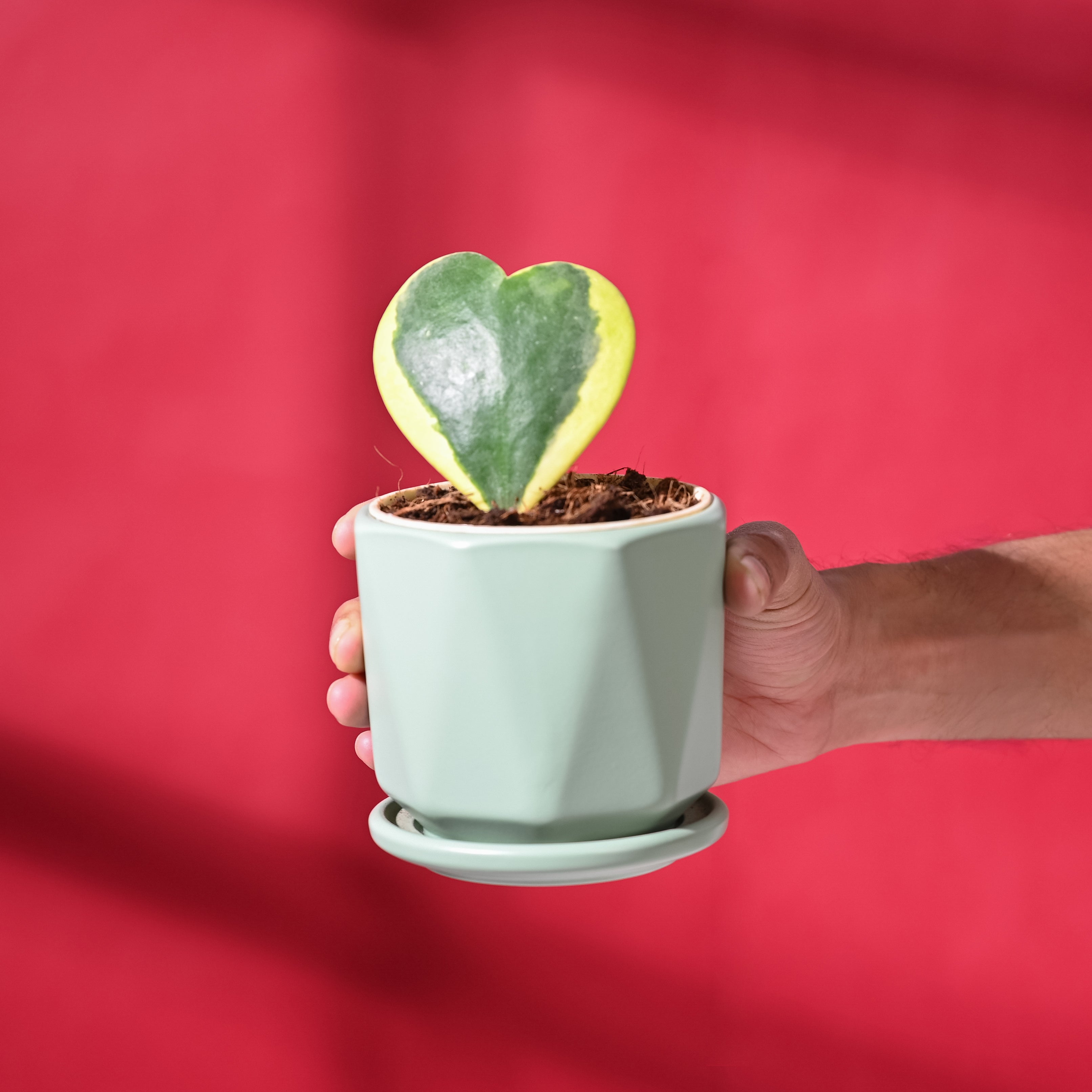 Heart Hoya Variegated with Diamond Mint