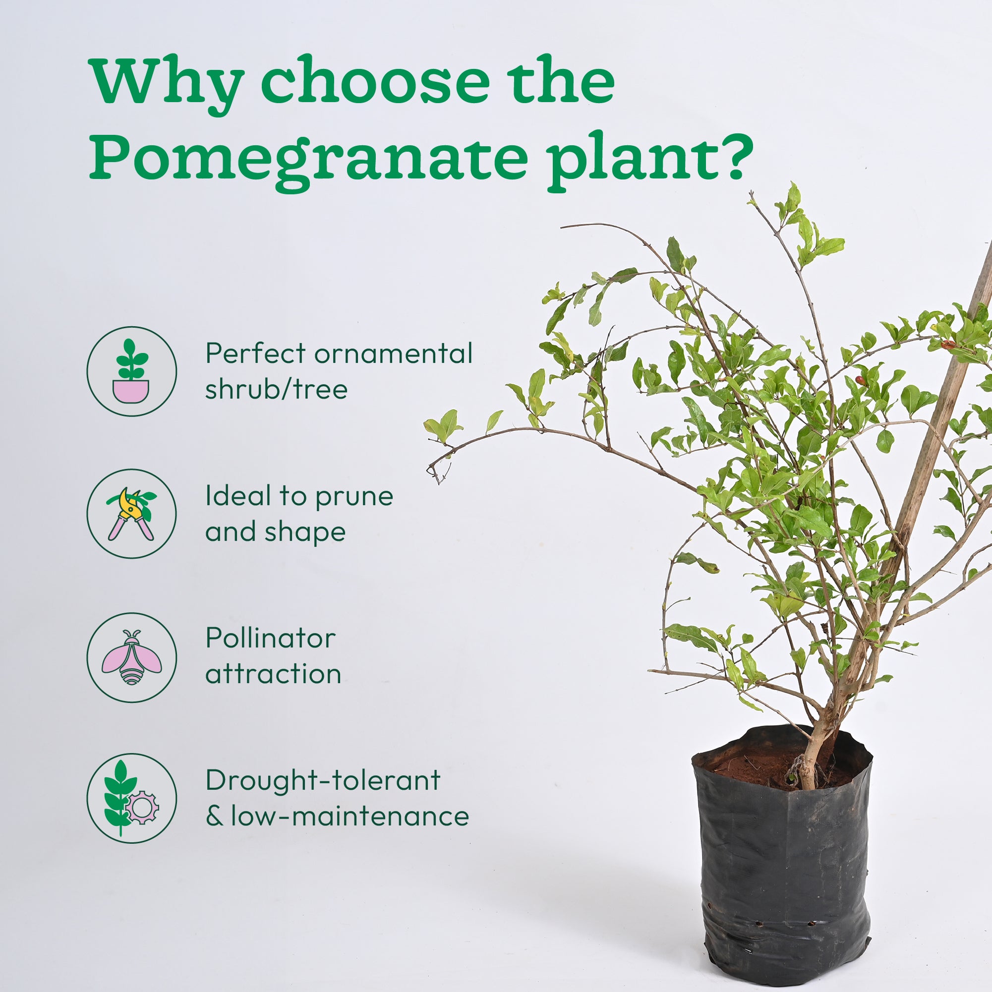 Pomegranate Plant
