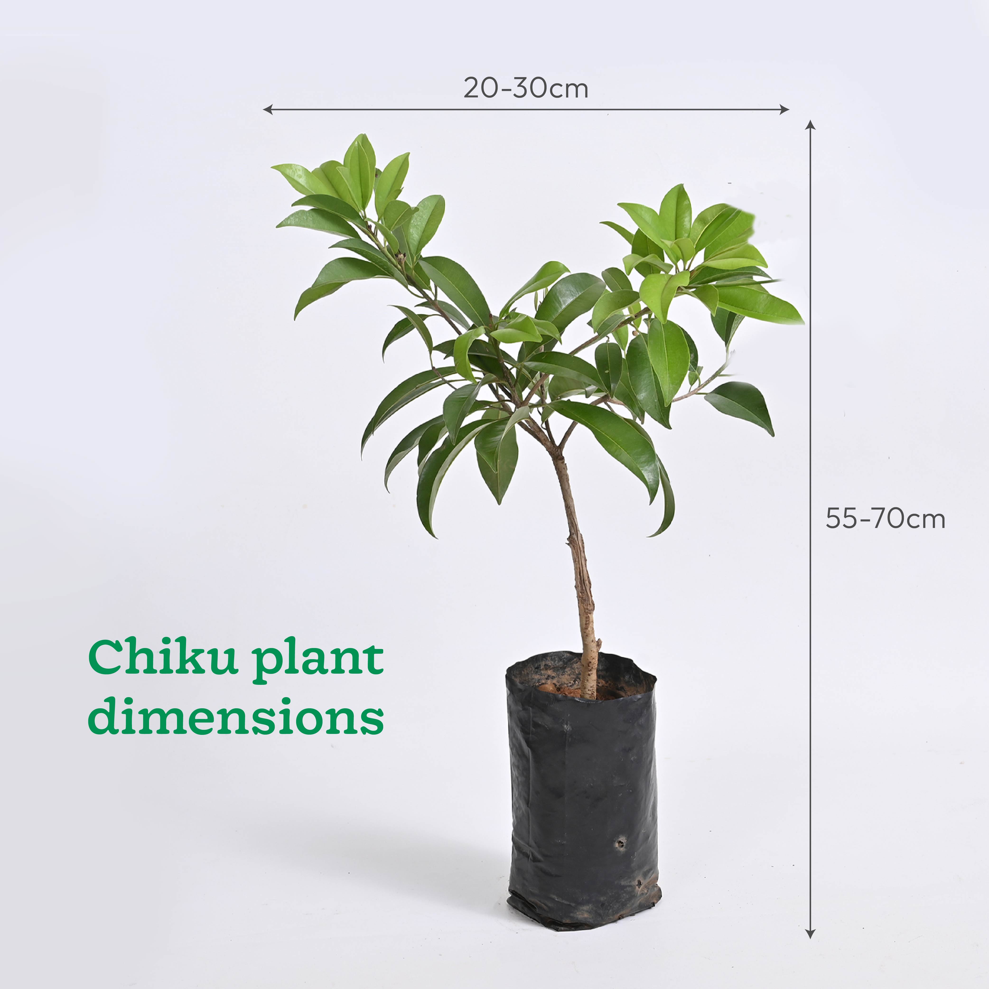 Chiku and Pomegranate Fruit Plant Combo