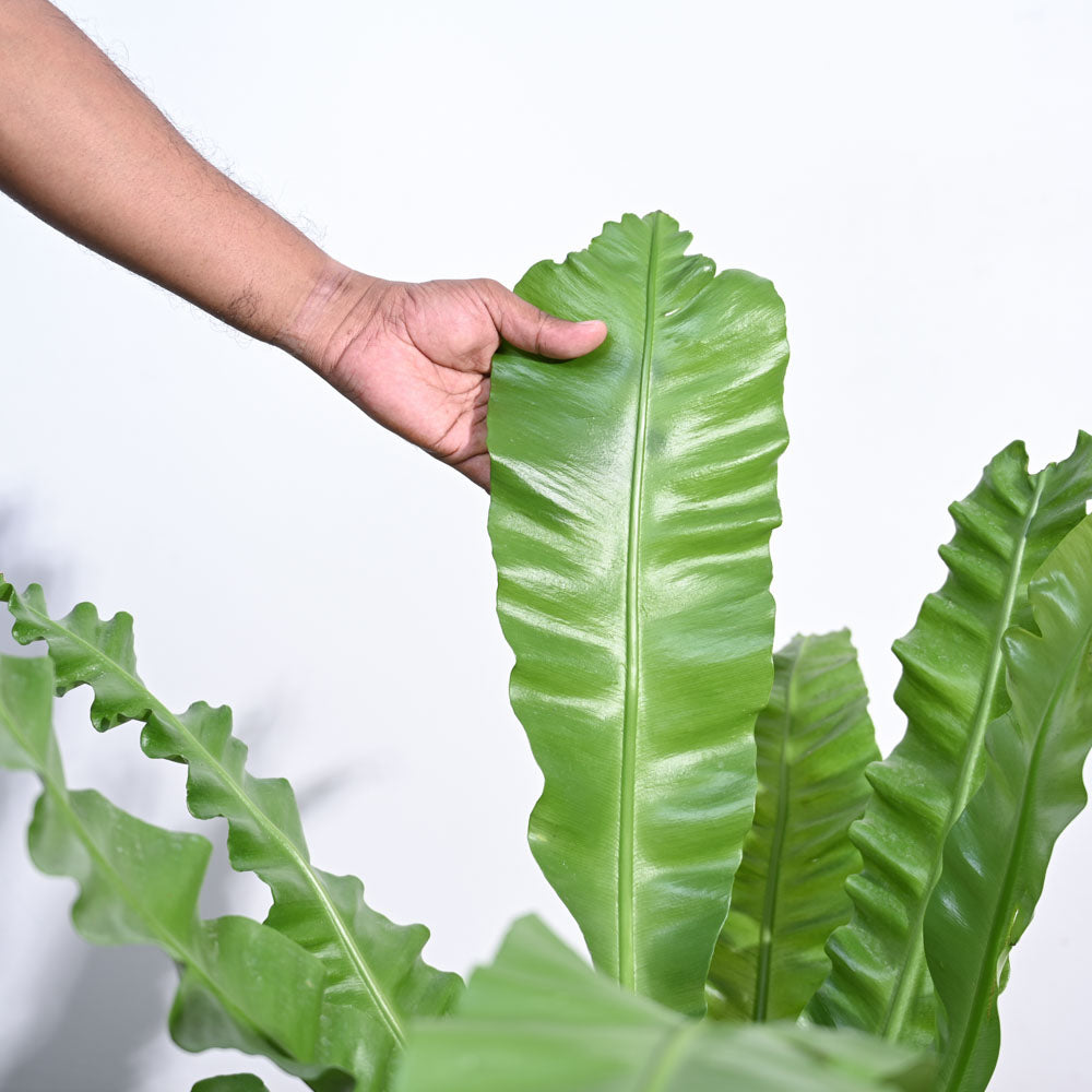 Bird's Nest Fern XL