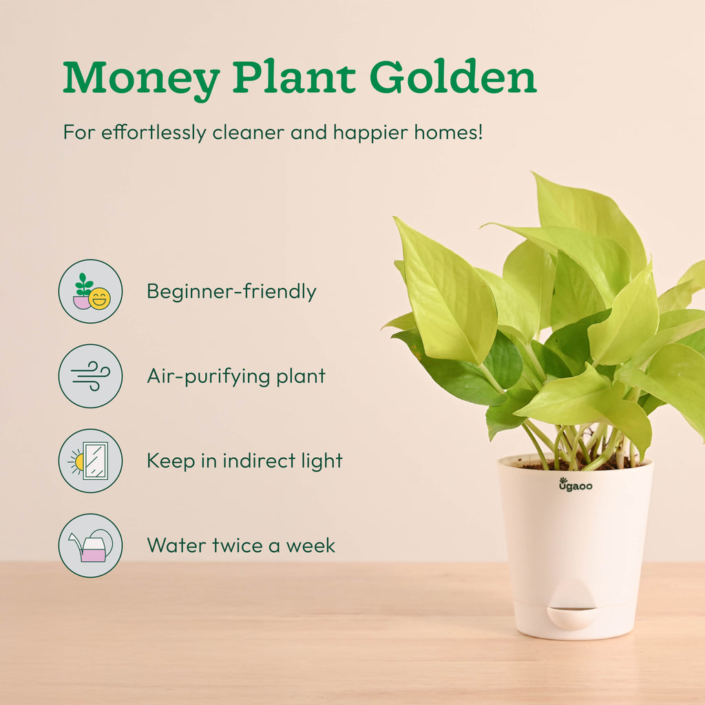 Breathe Easy Air Purifying Plants Bundle