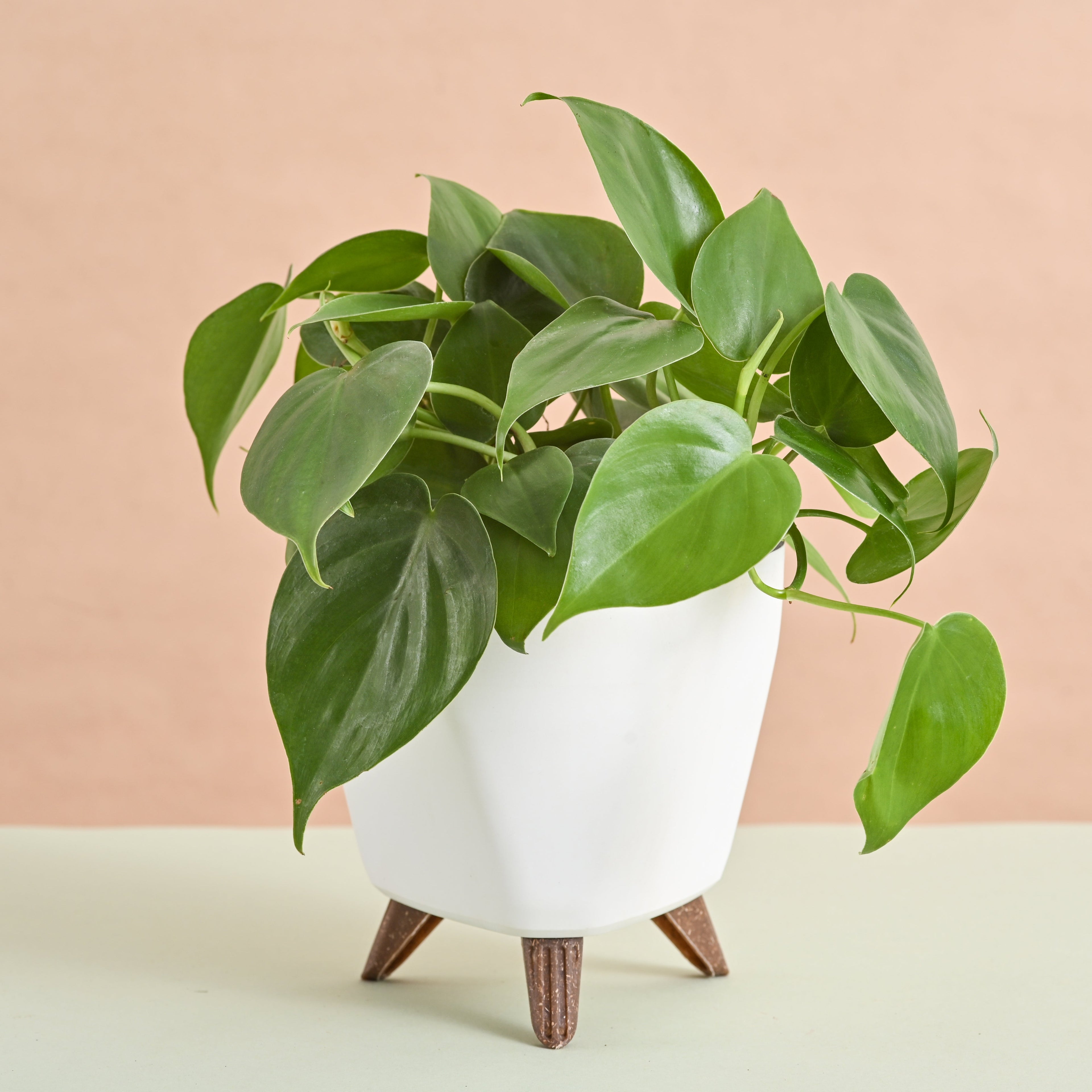 Oxycardium Green Plant Gift for Women's Day