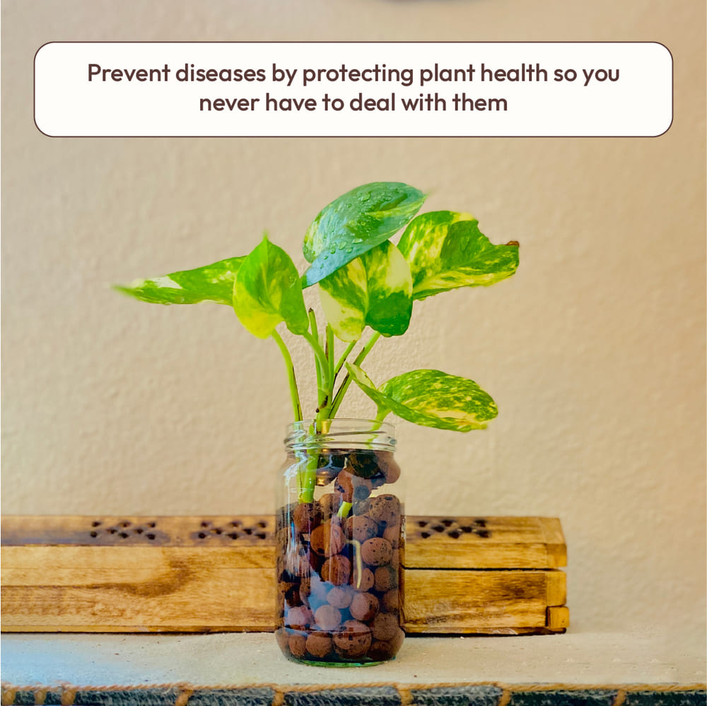 Hydrostone LECA Balls - 6 Litre