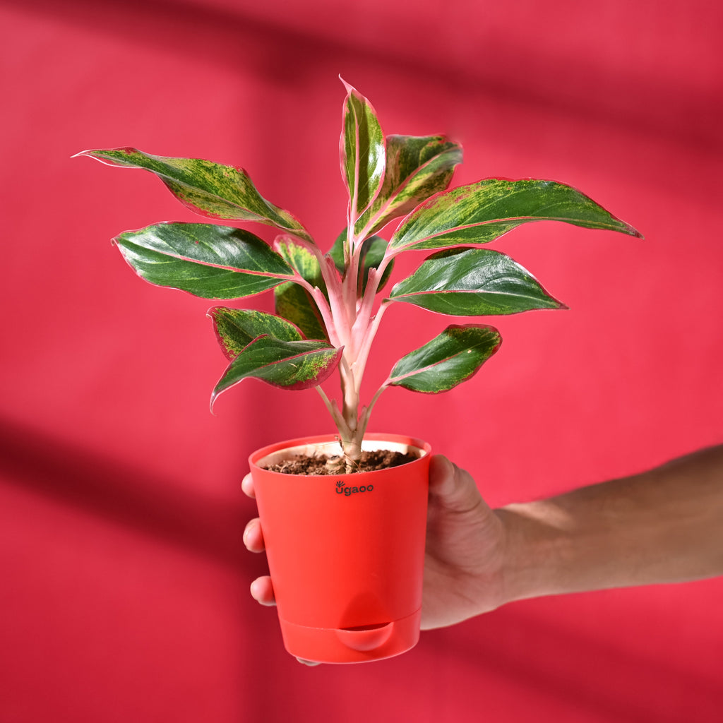 Aglaonema Red with Red Krish Pot