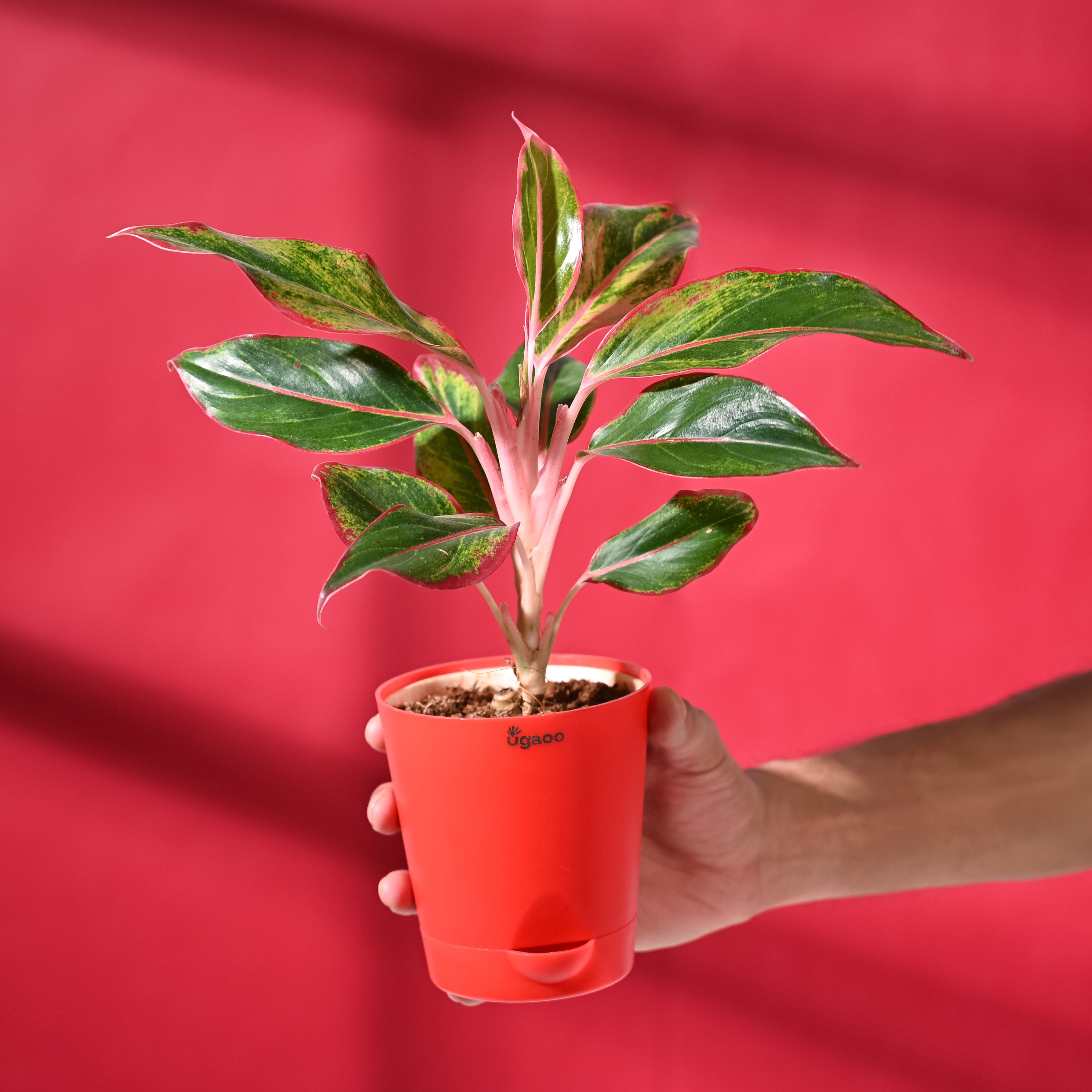 Aglaonema Red with Red Krish Pot