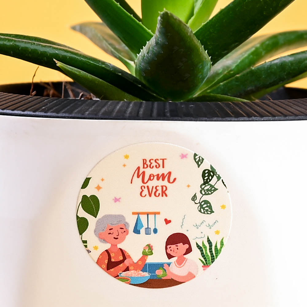 Aloe Vera Green Mini For Mother's Day Gifting