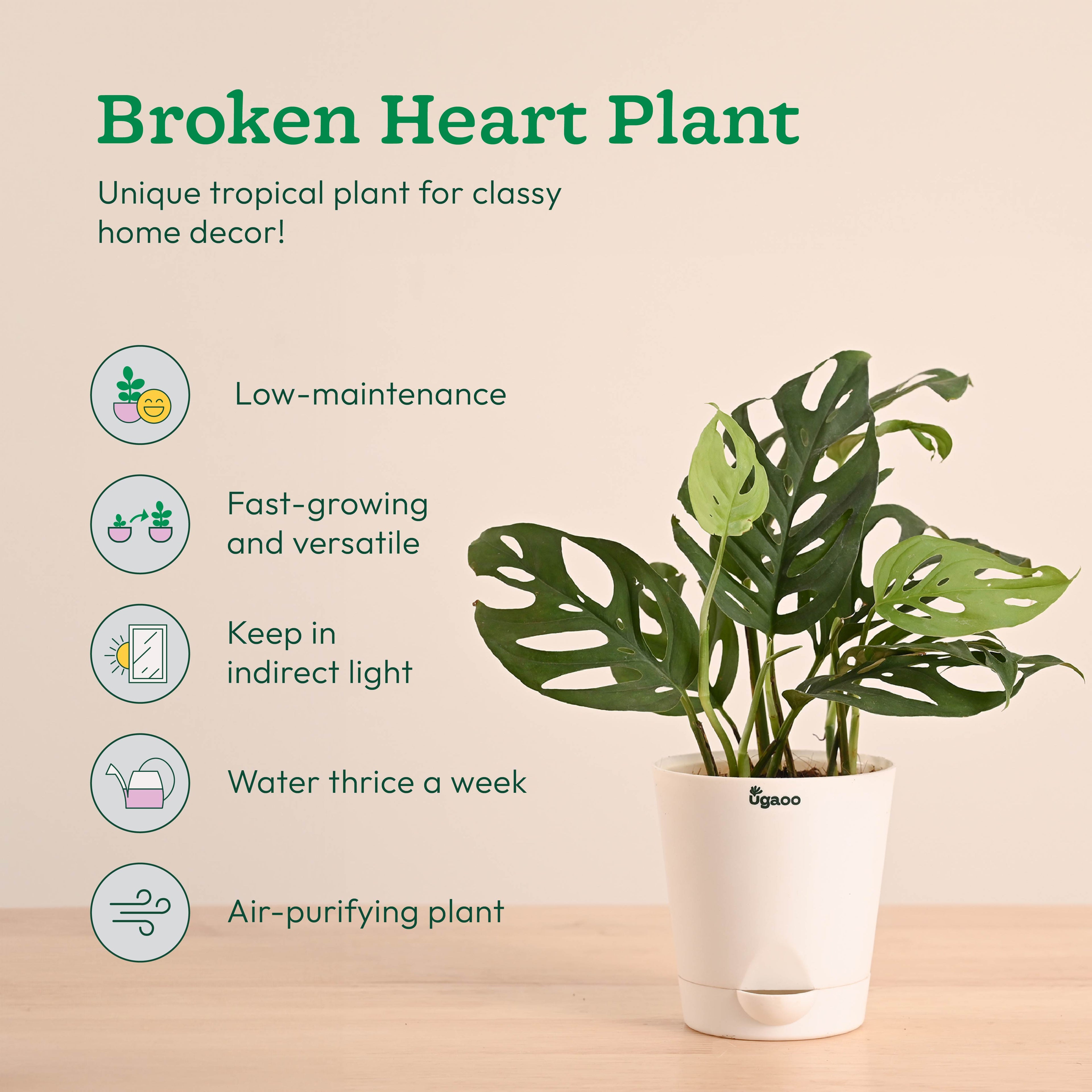 Green Decor Plants Bundle