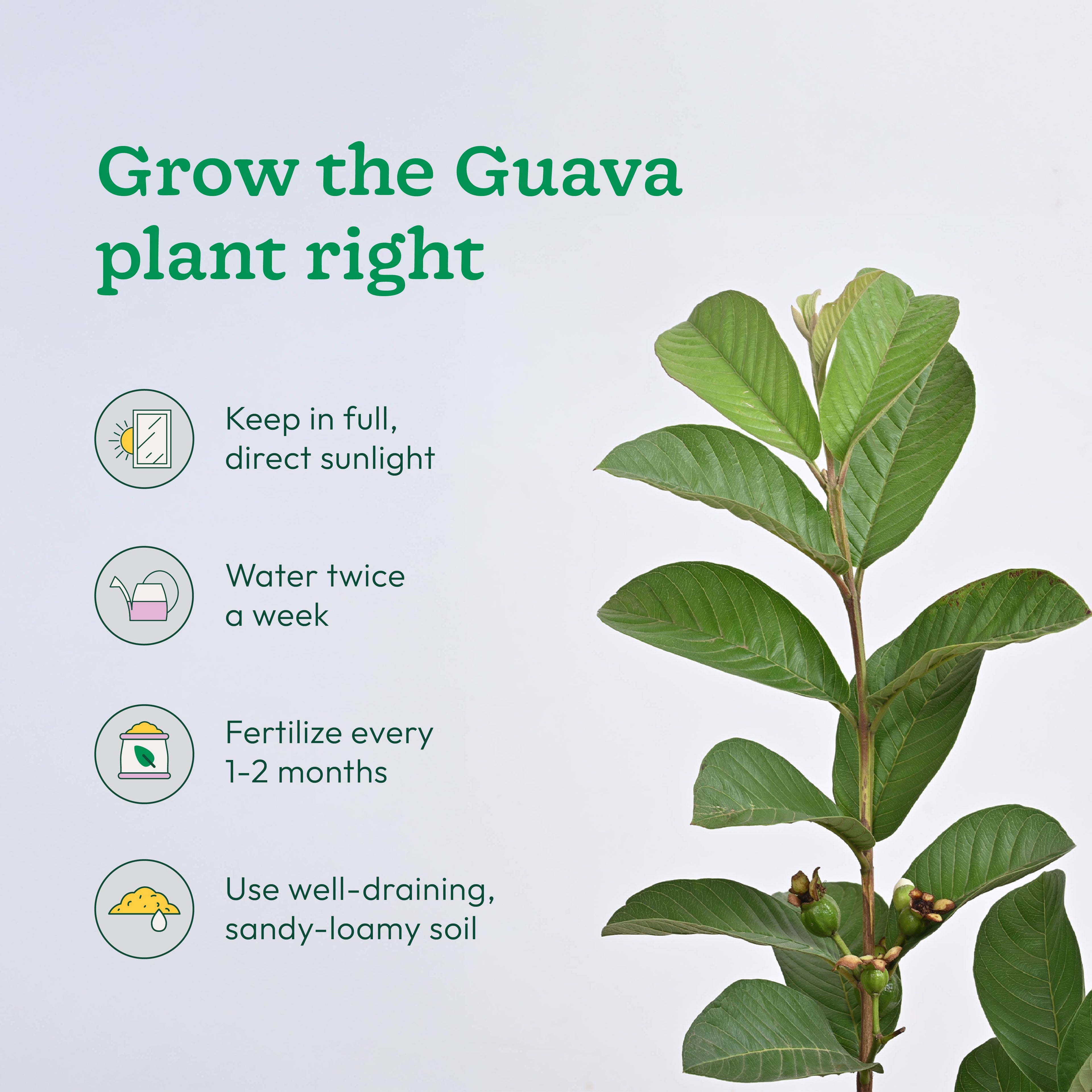 Pomegranate, Lemon, Guava - Combo of 3 Fruit Plants