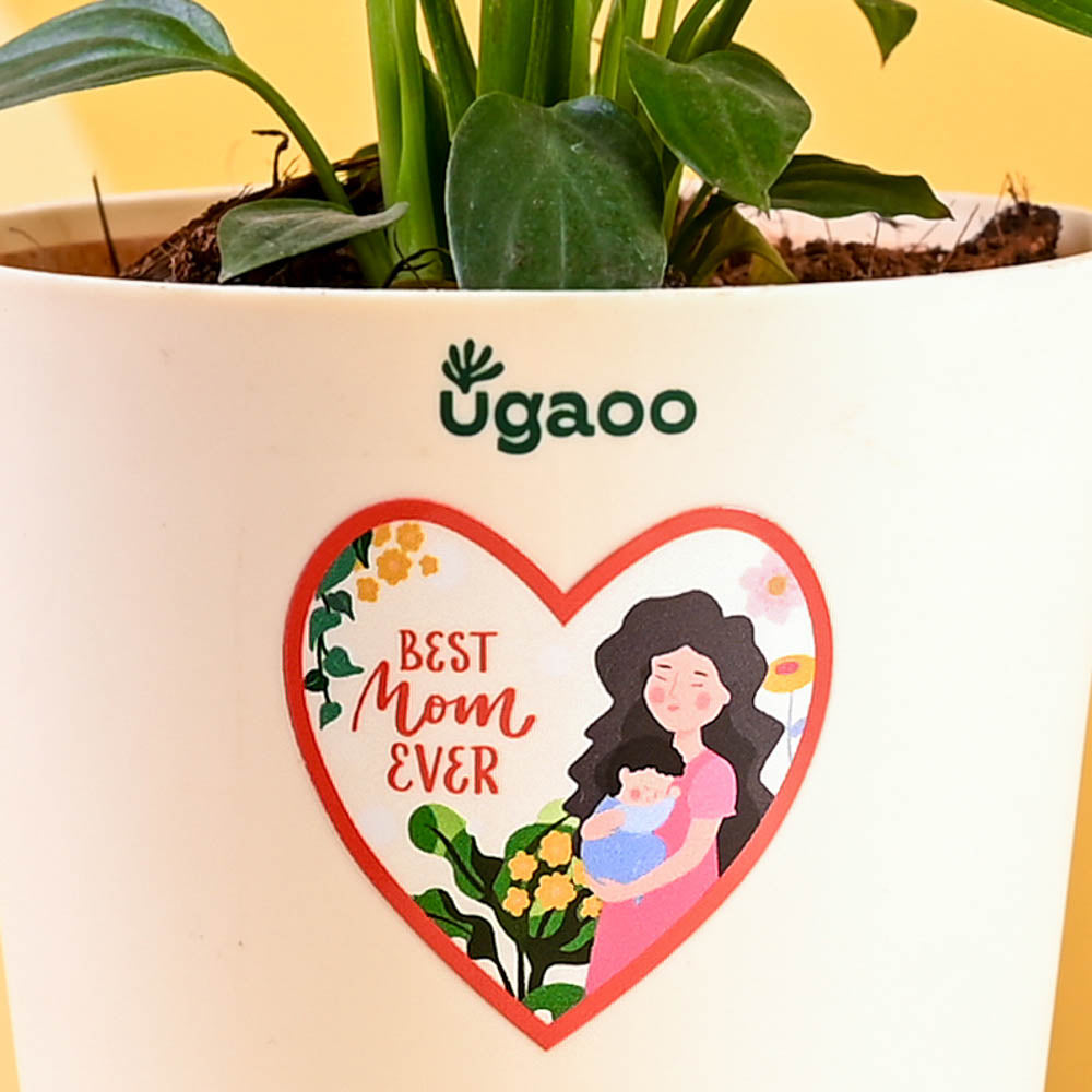 Peace Lily For Mother's Day Gifting