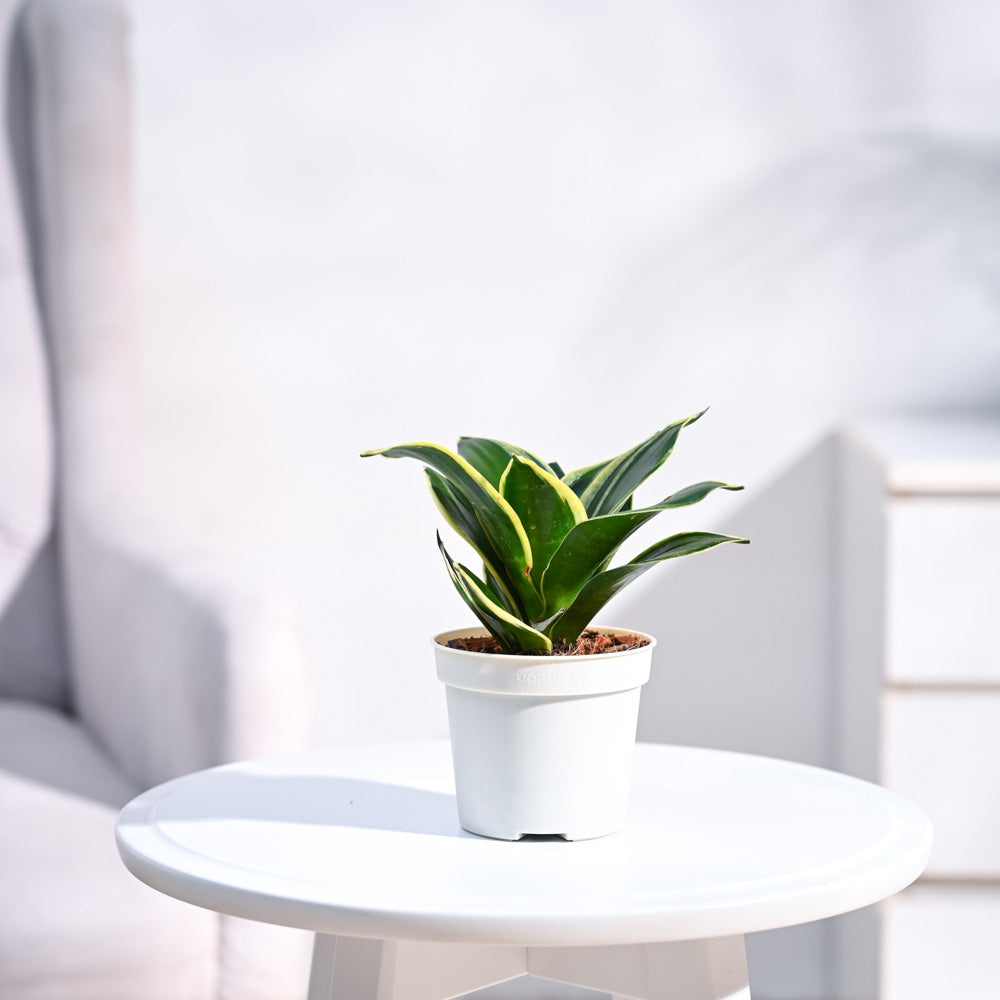 Ganpati Decor Festive Bundle