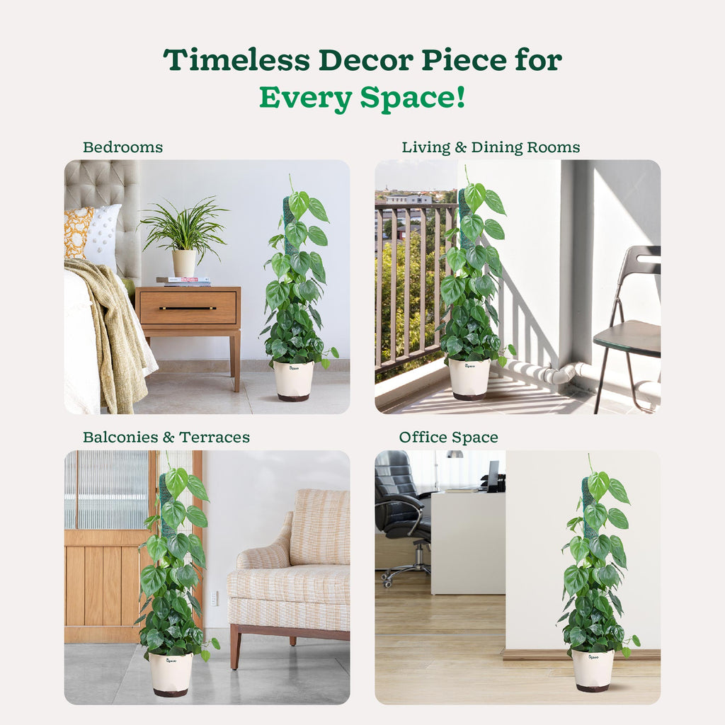 Philodendron Oxycardium Green Plant with Moss Stick